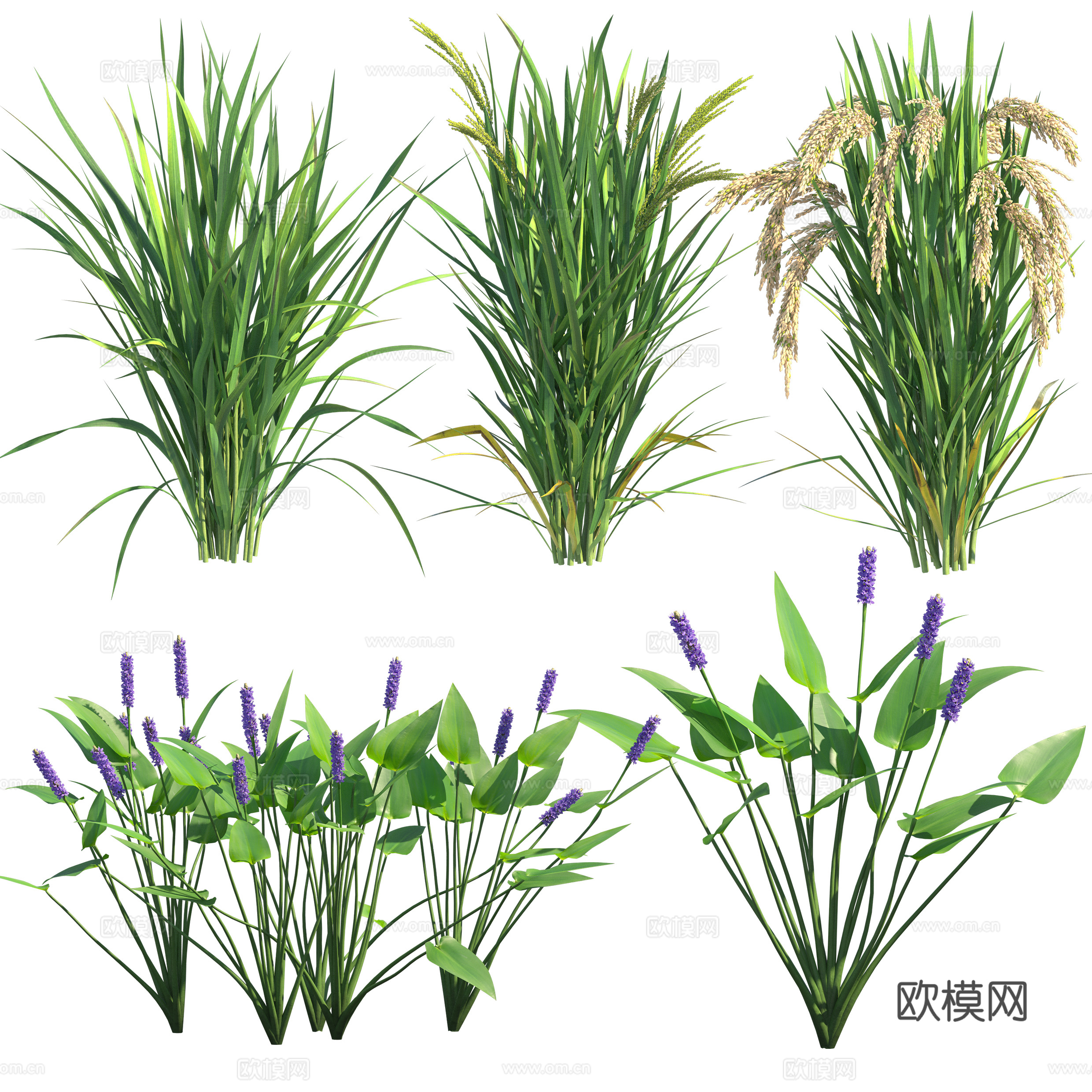 免扣图观赏植物