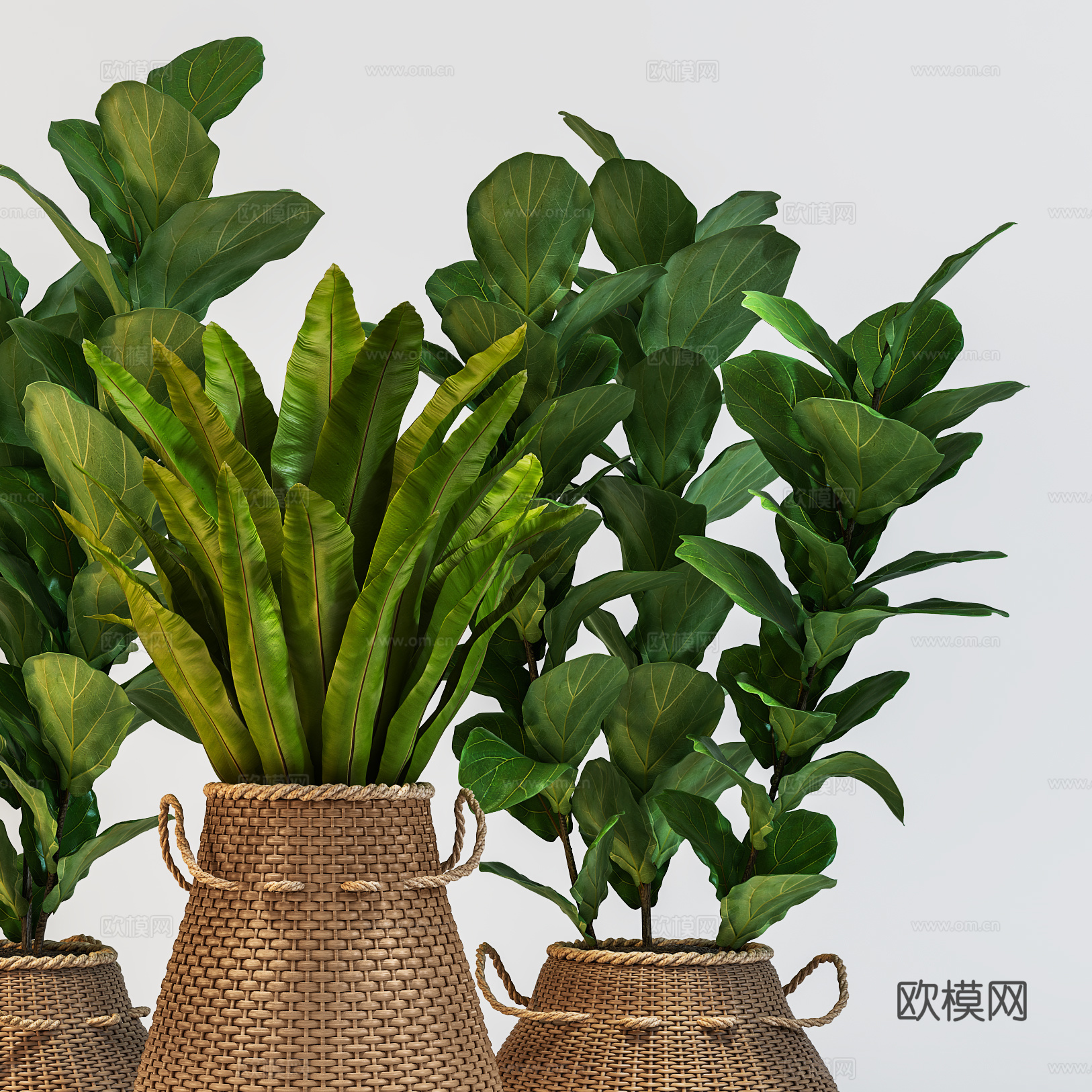 现代植物花草  绿植盆栽    室内绿植3d模型
