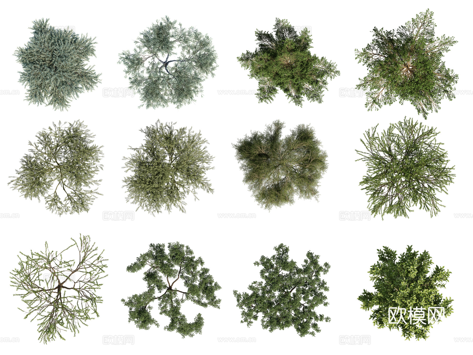 彩平植物免抠