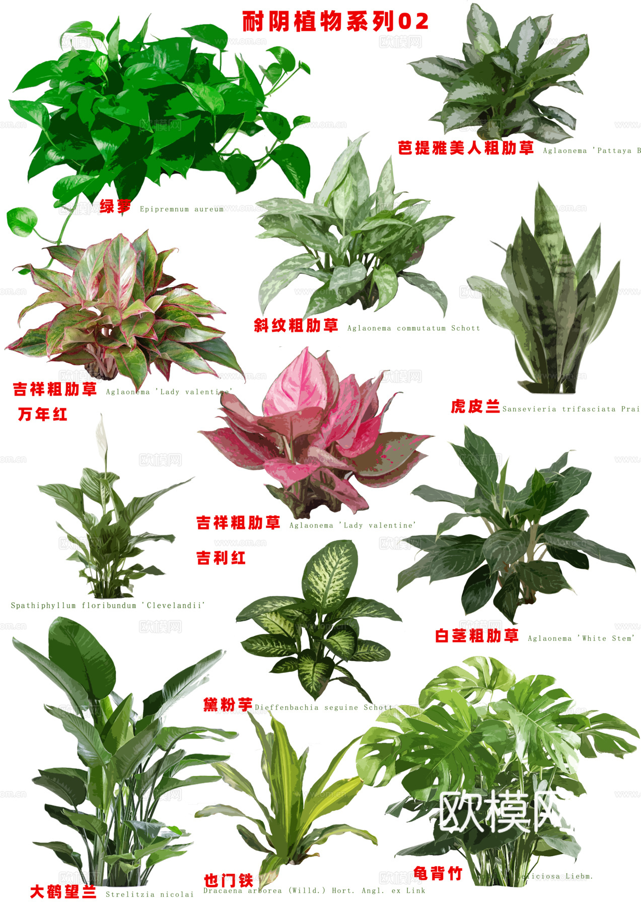 免扣图植物花草花卉