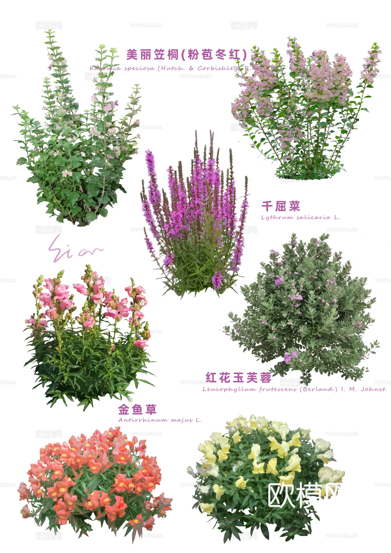 免扣图花草花卉