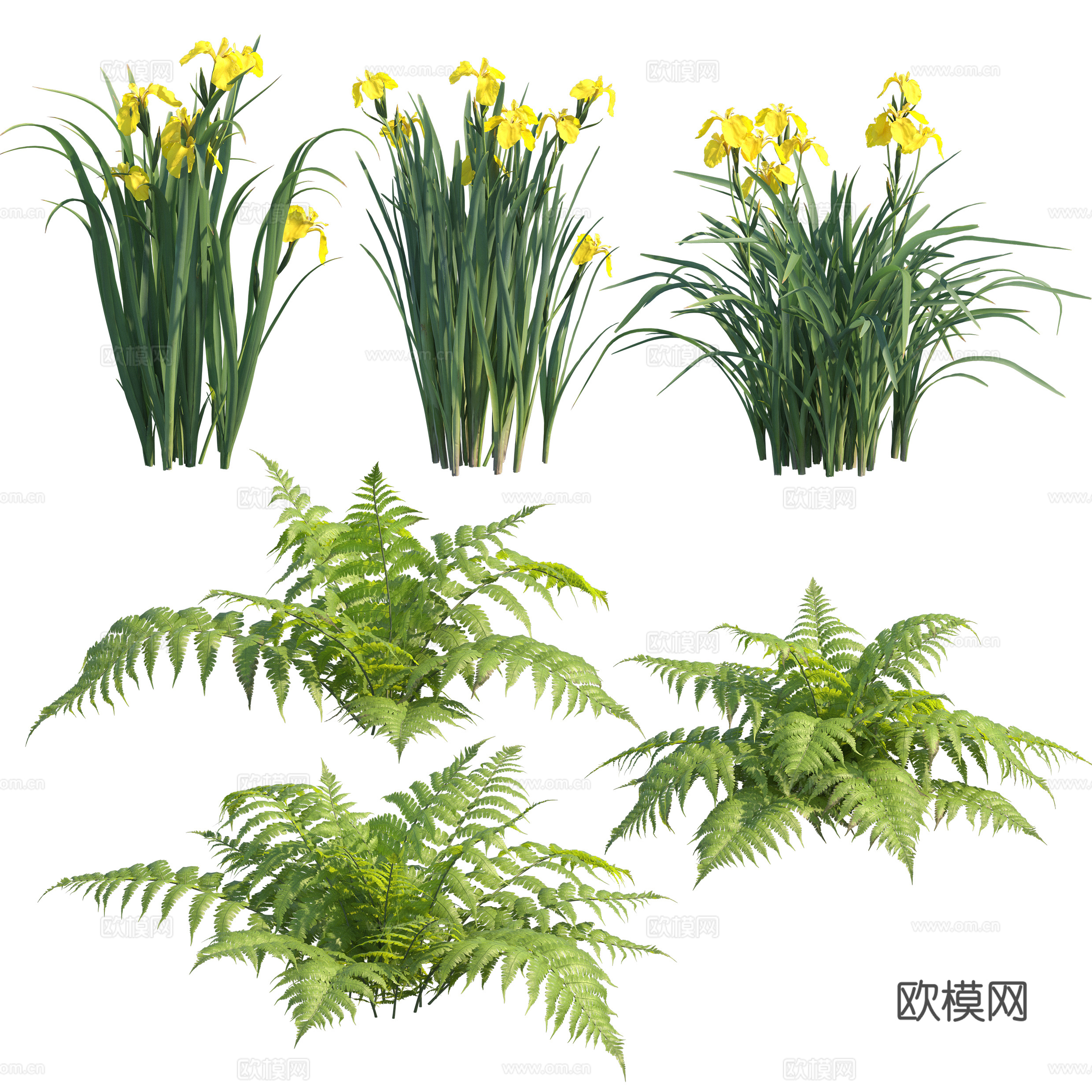 免扣图观赏植物
