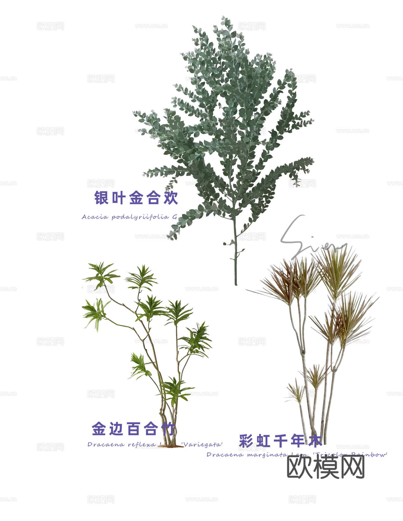免扣图植物