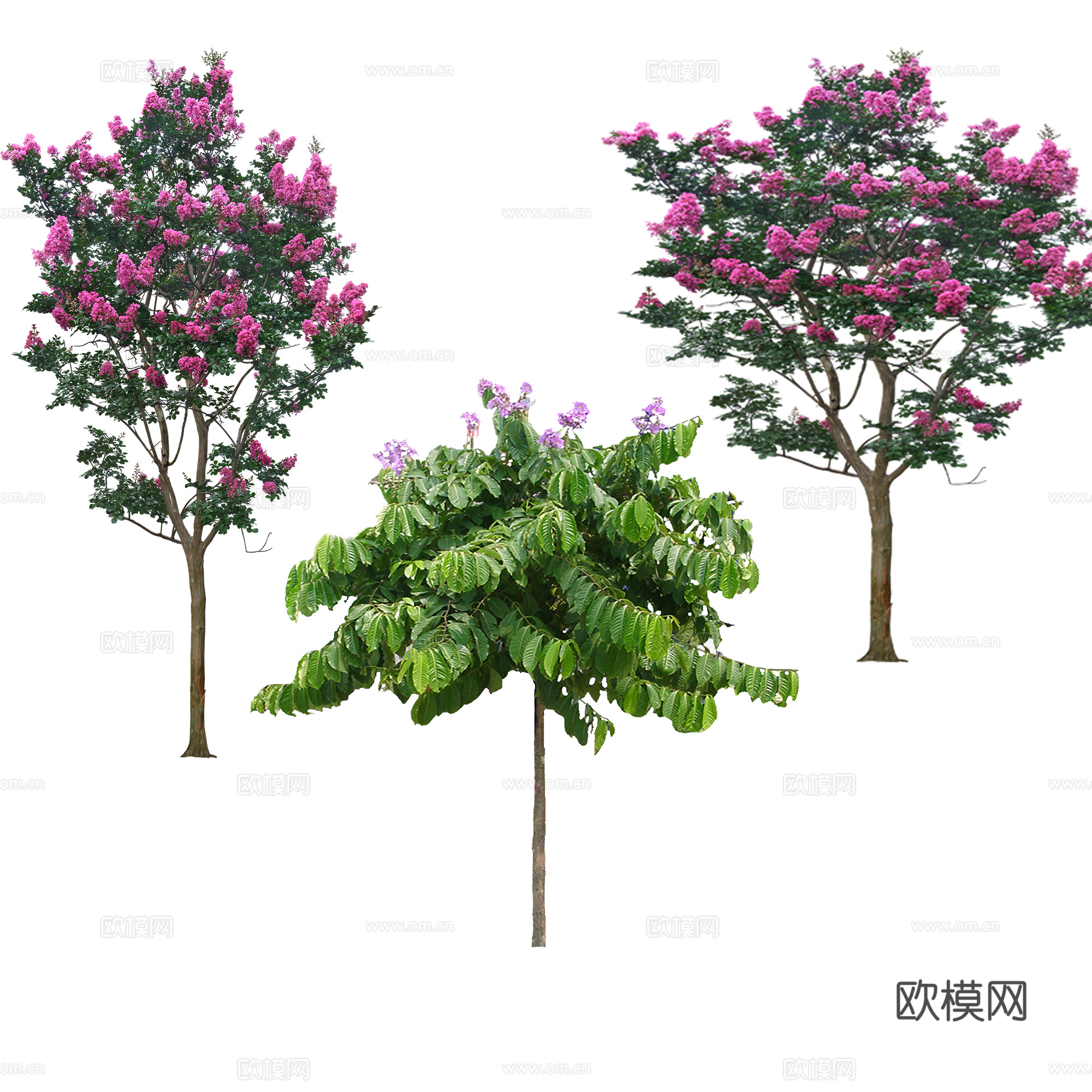 免抠植物
