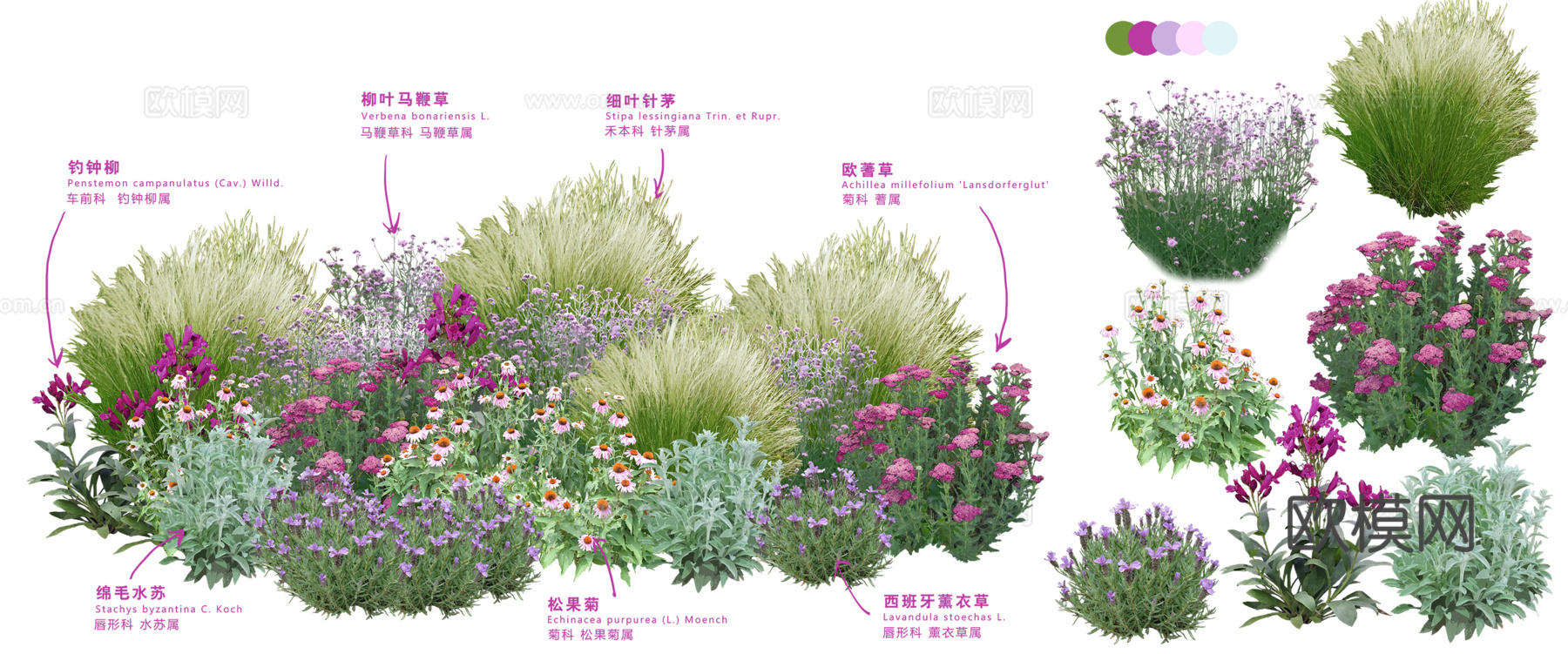 免扣图植物花草花卉花境