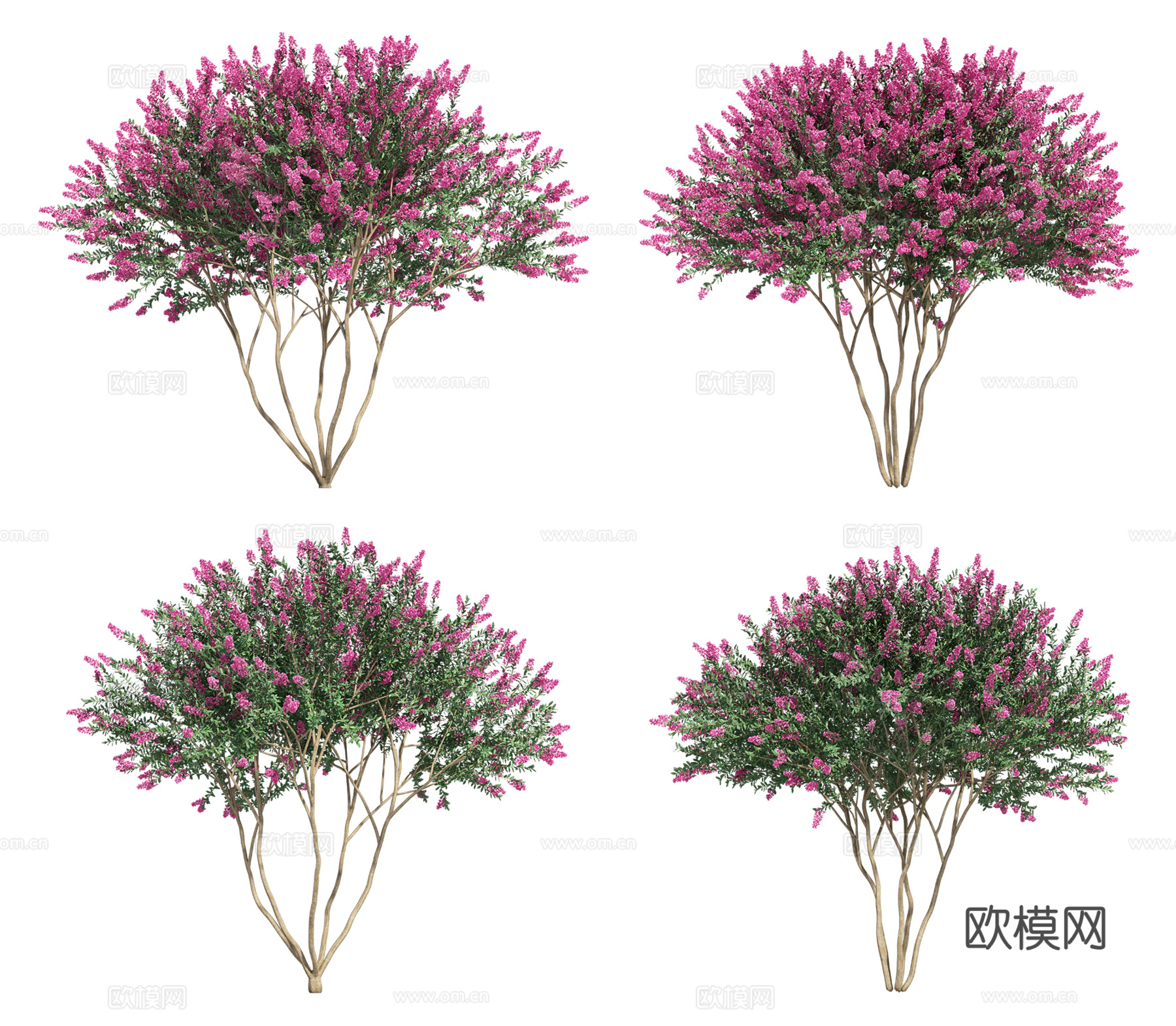 免抠植物