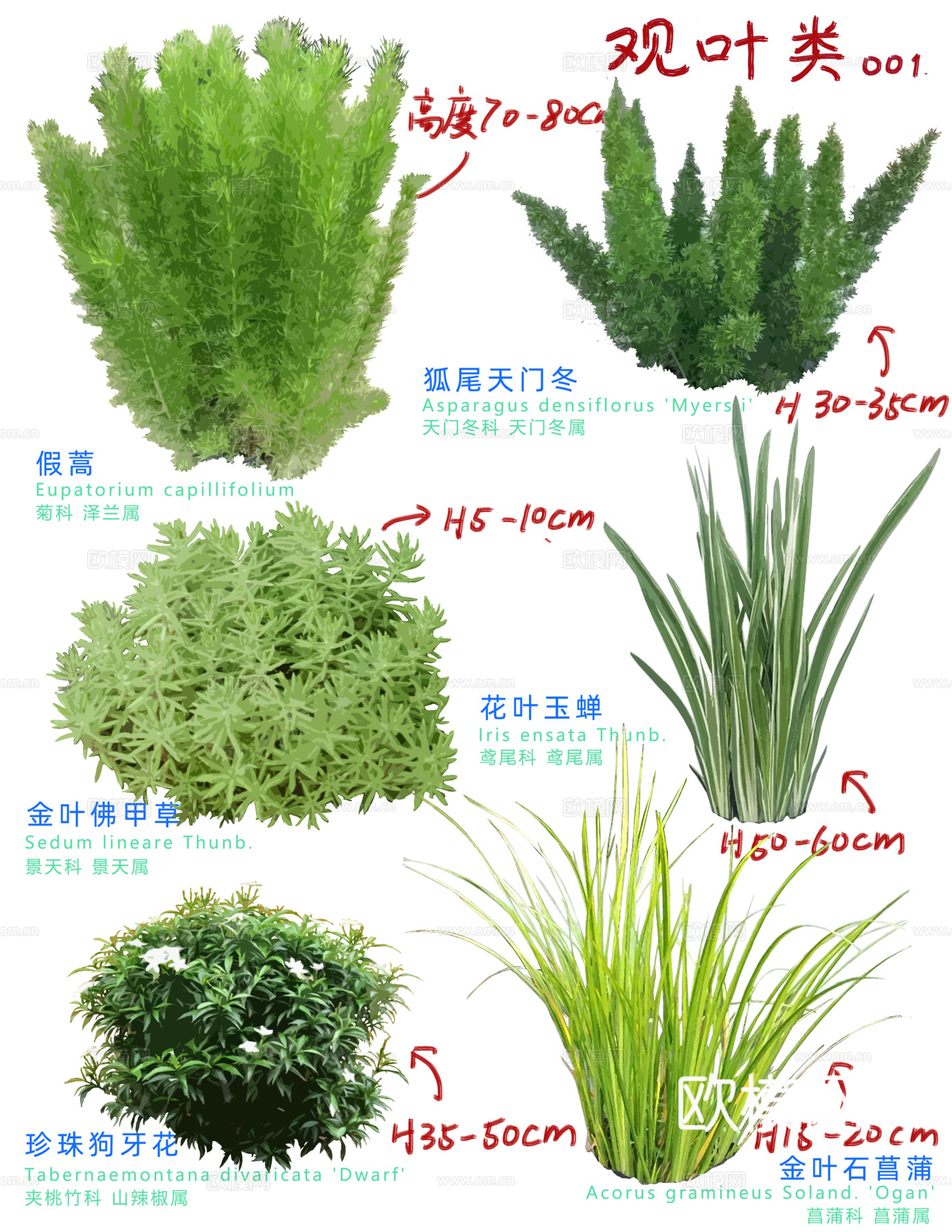 免扣图观叶植物