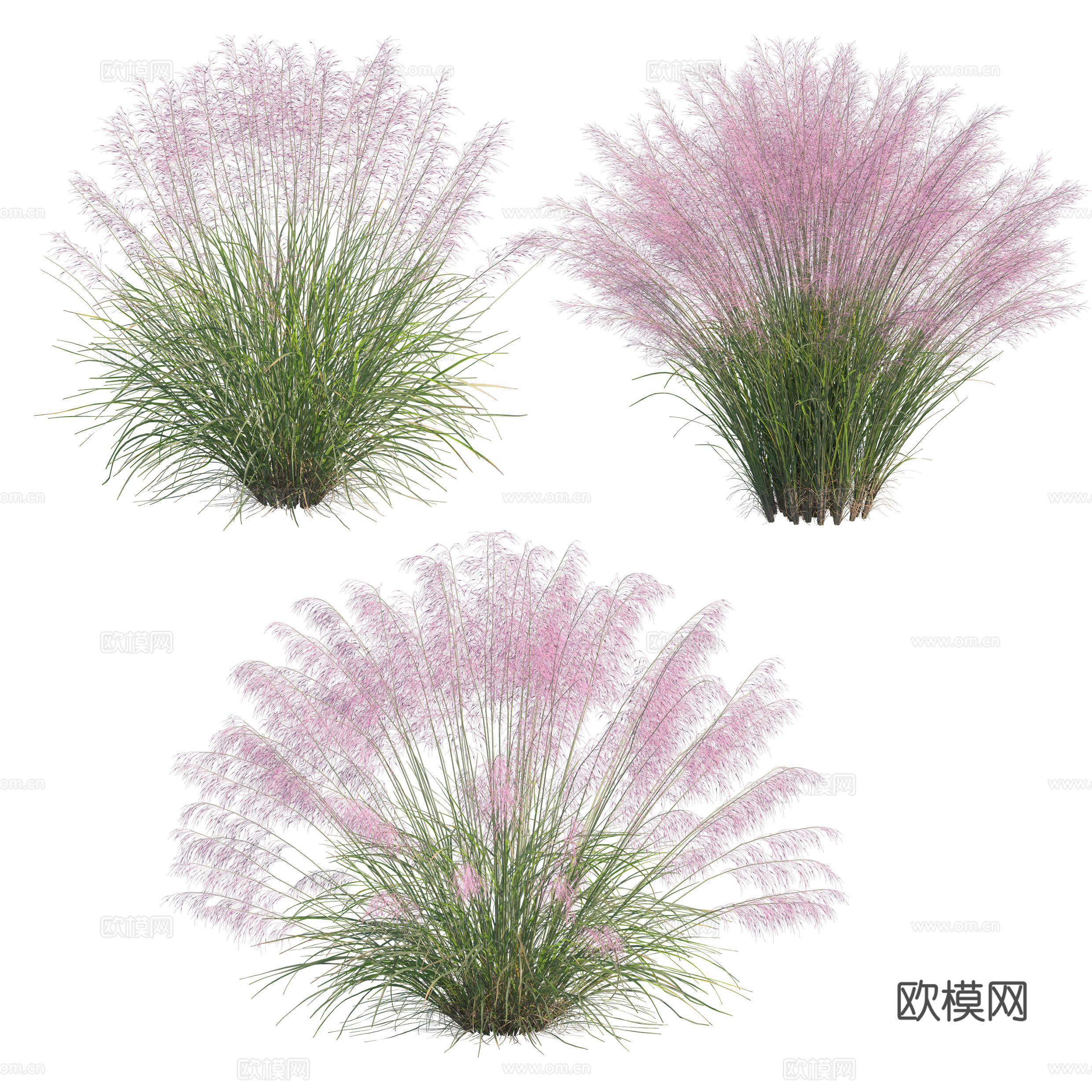 免扣图观赏植物