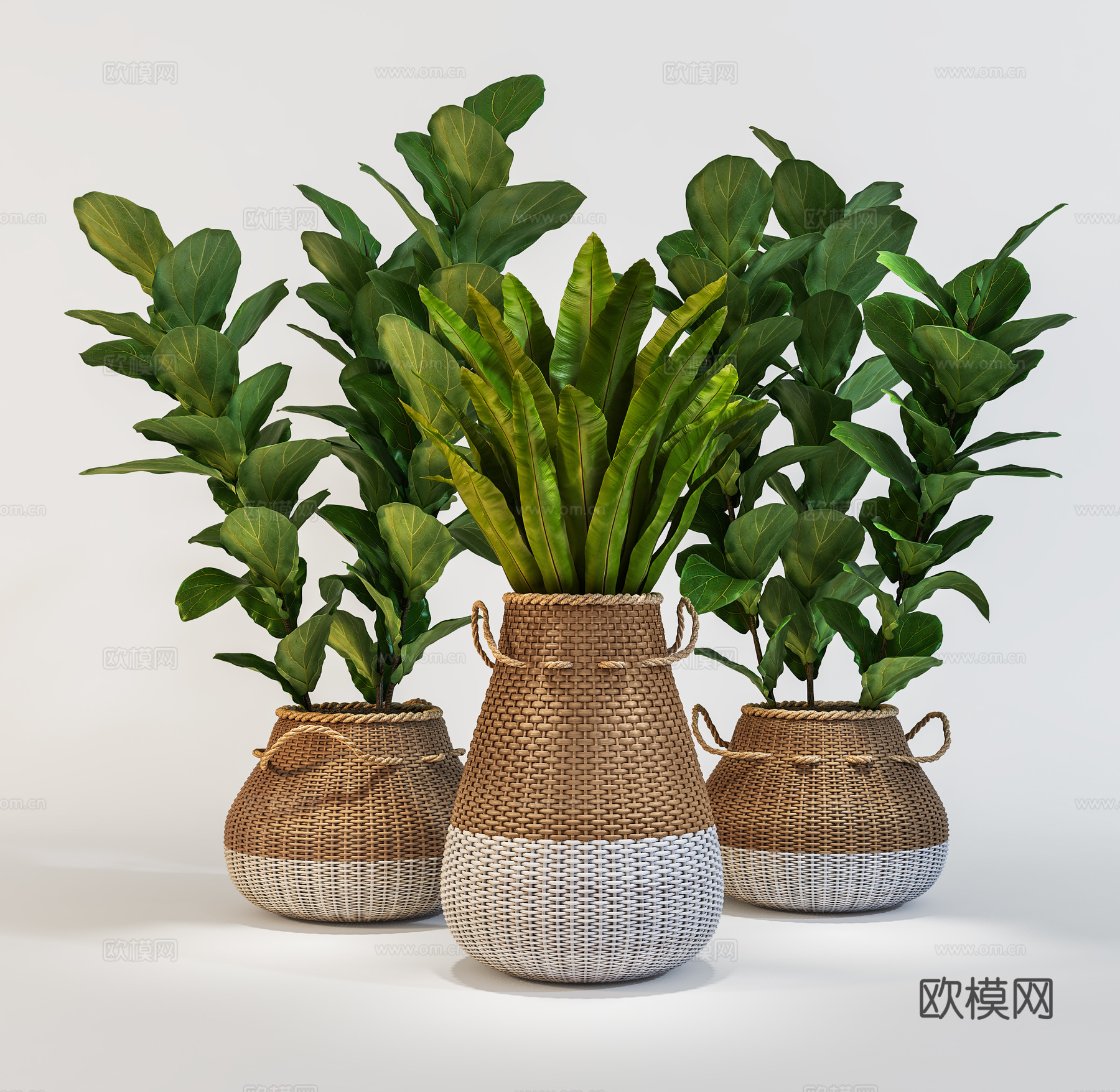 现代植物花草  绿植盆栽    室内绿植3d模型