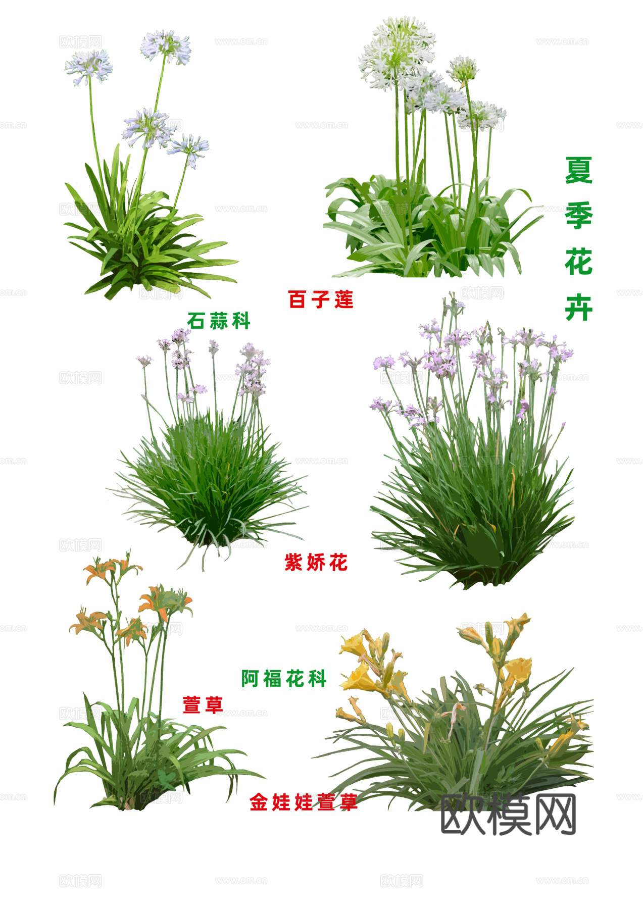 免扣图植物花草花卉