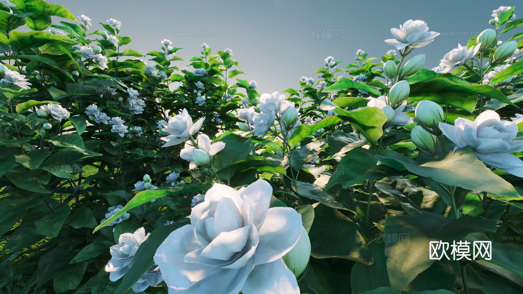 灌木 花3d模型