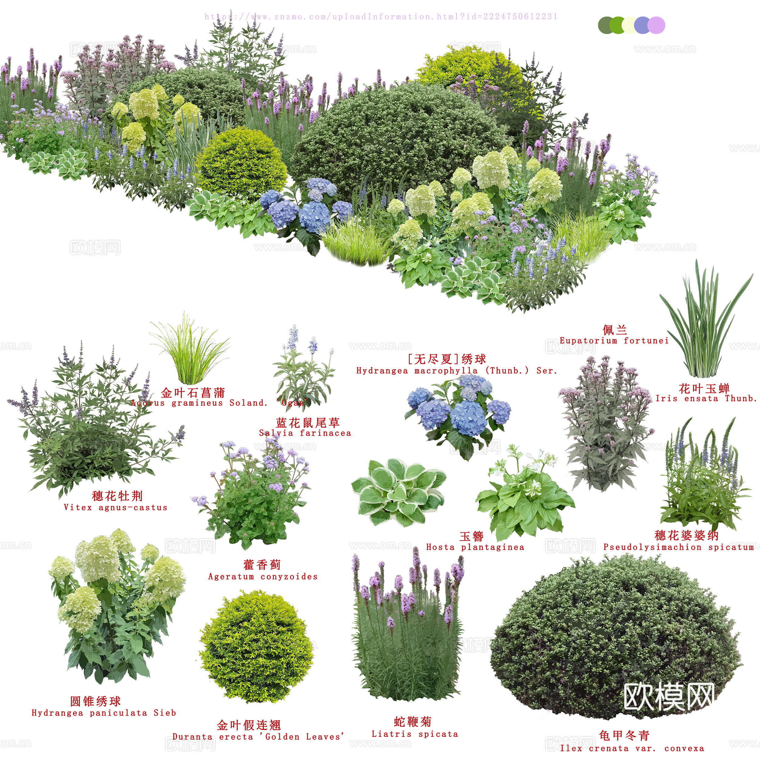 免扣图植物花草花卉花境