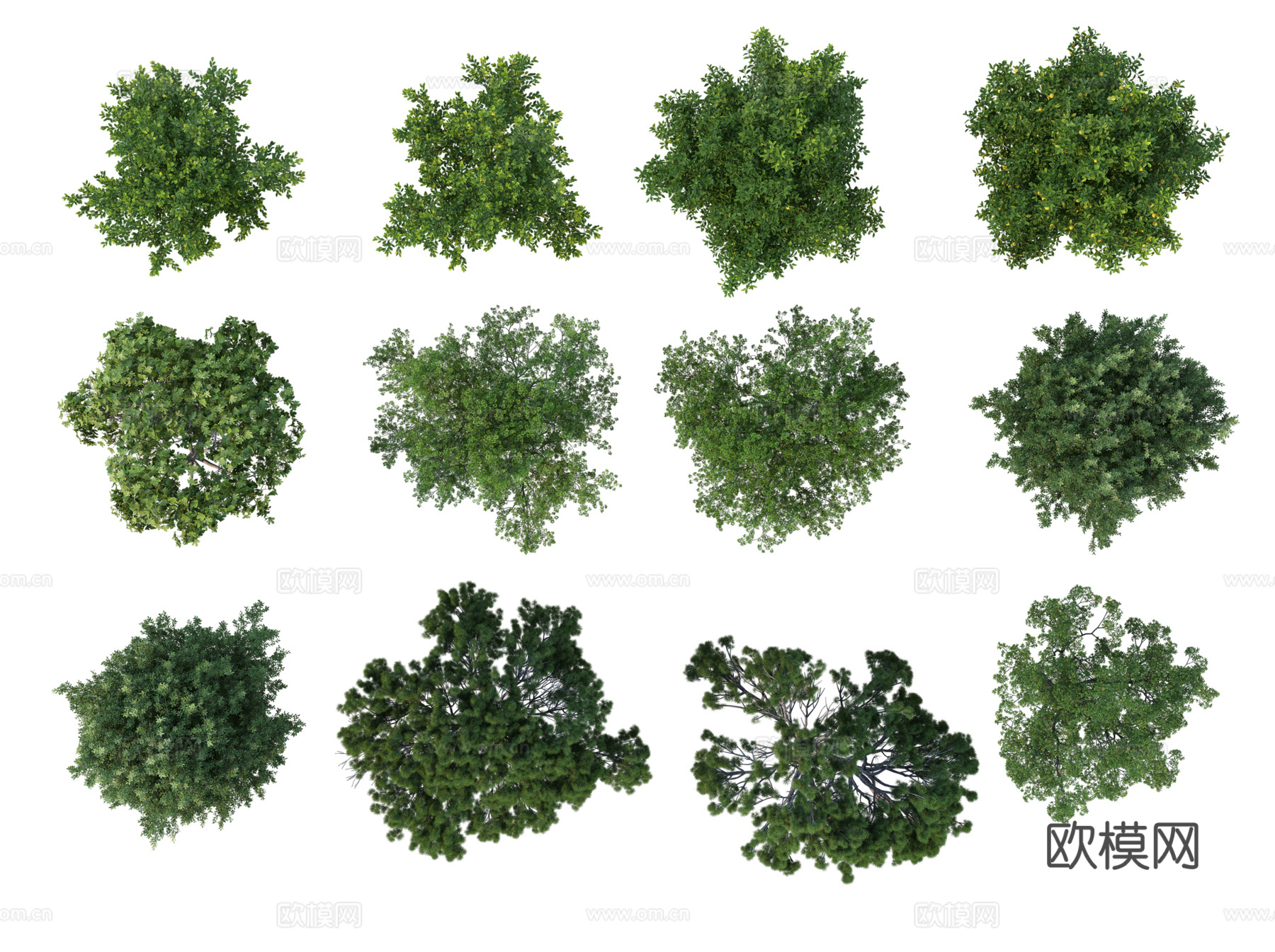 彩平植物免抠