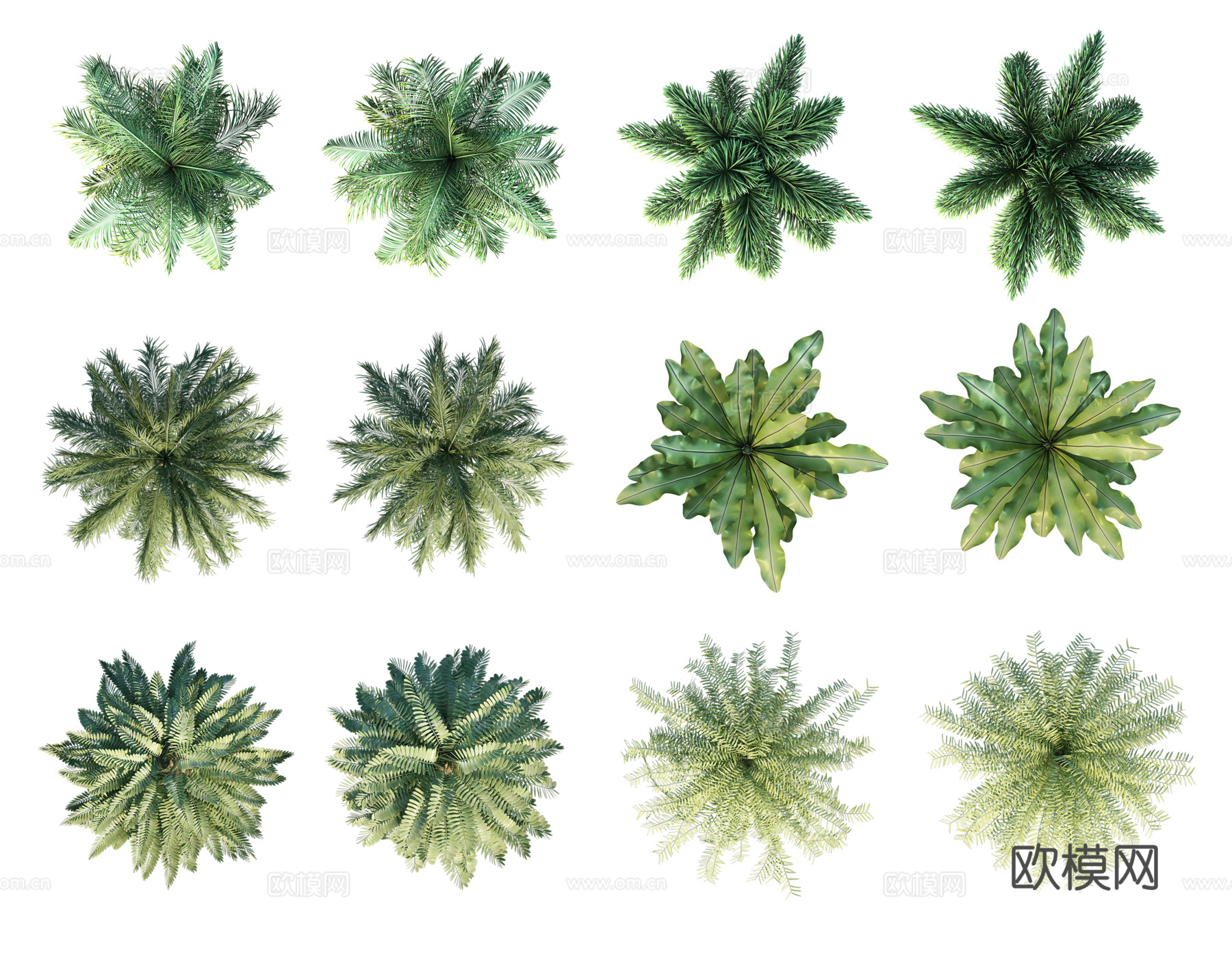 彩平植物免抠
