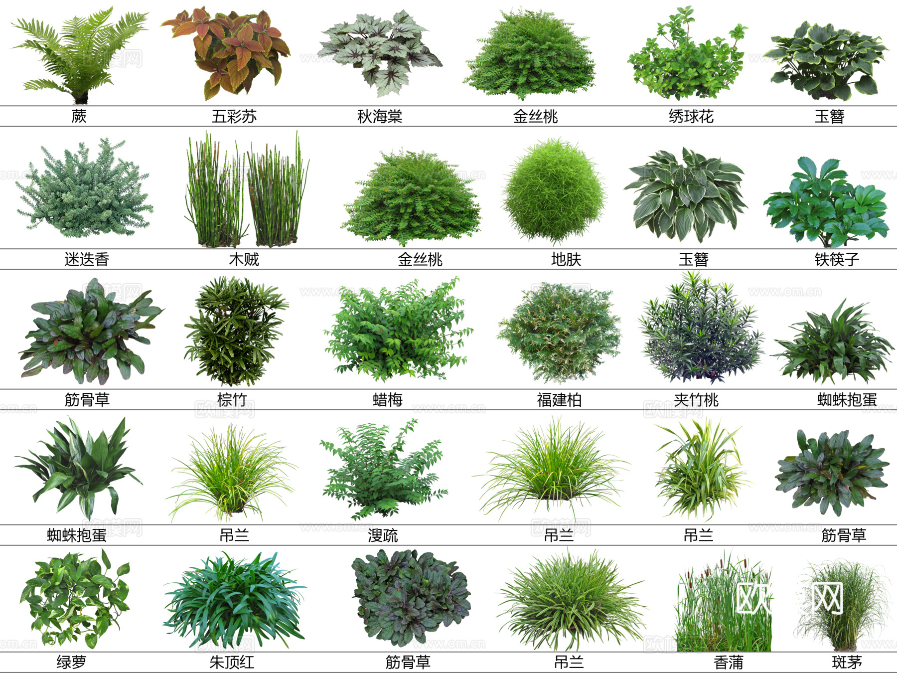免扣图地被植物