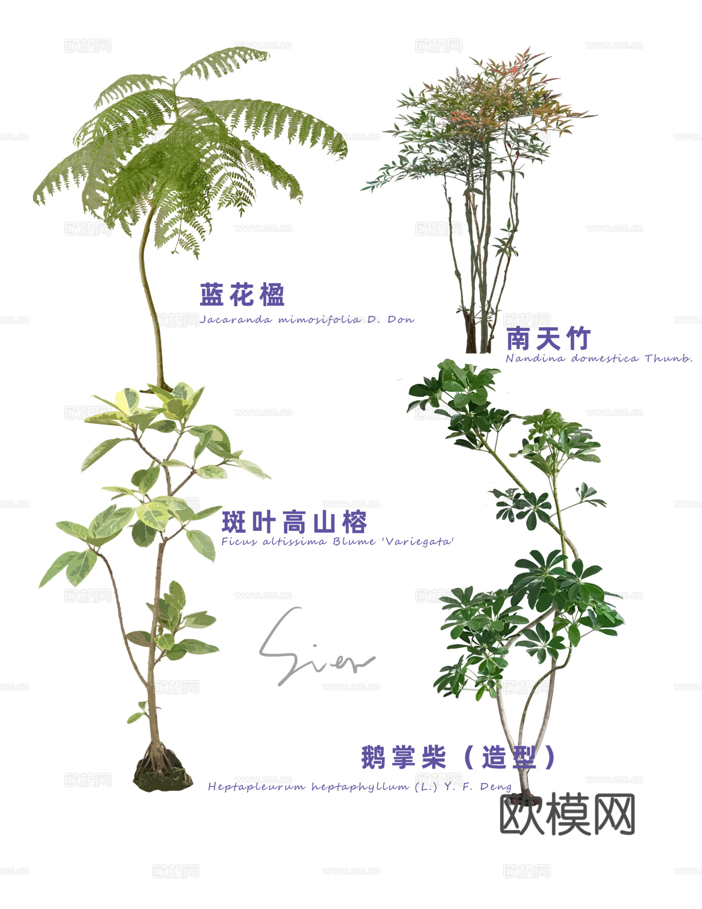 免扣图植物花草花卉