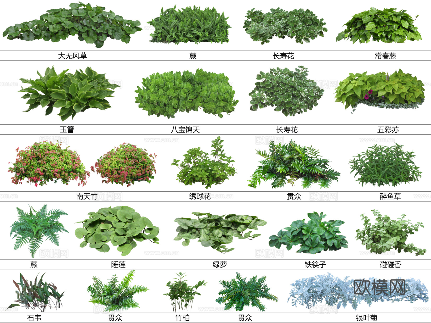 免扣图地被植物