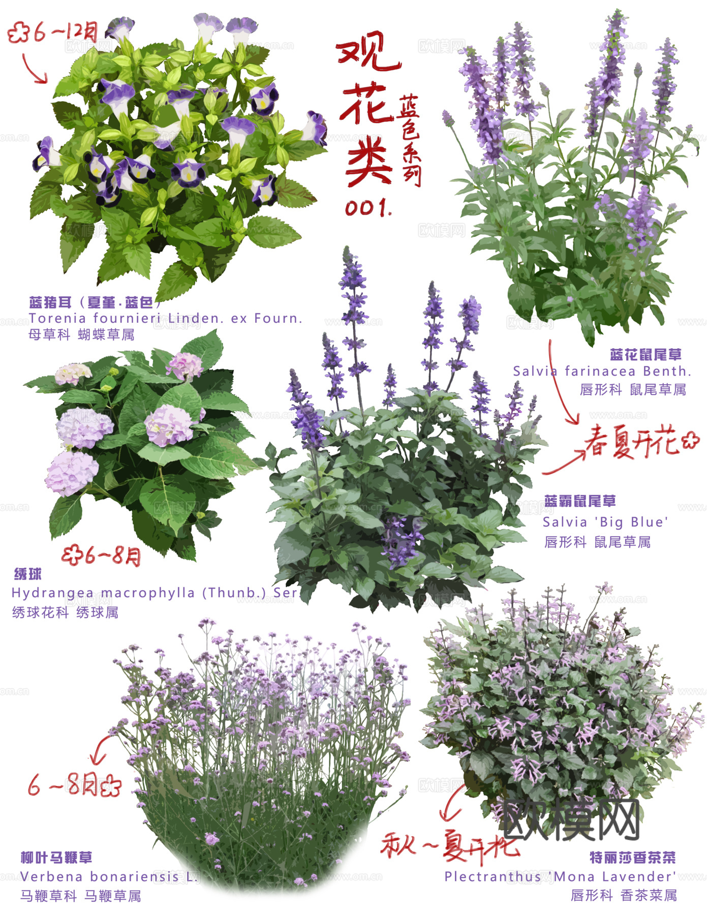免扣图植物花草花卉