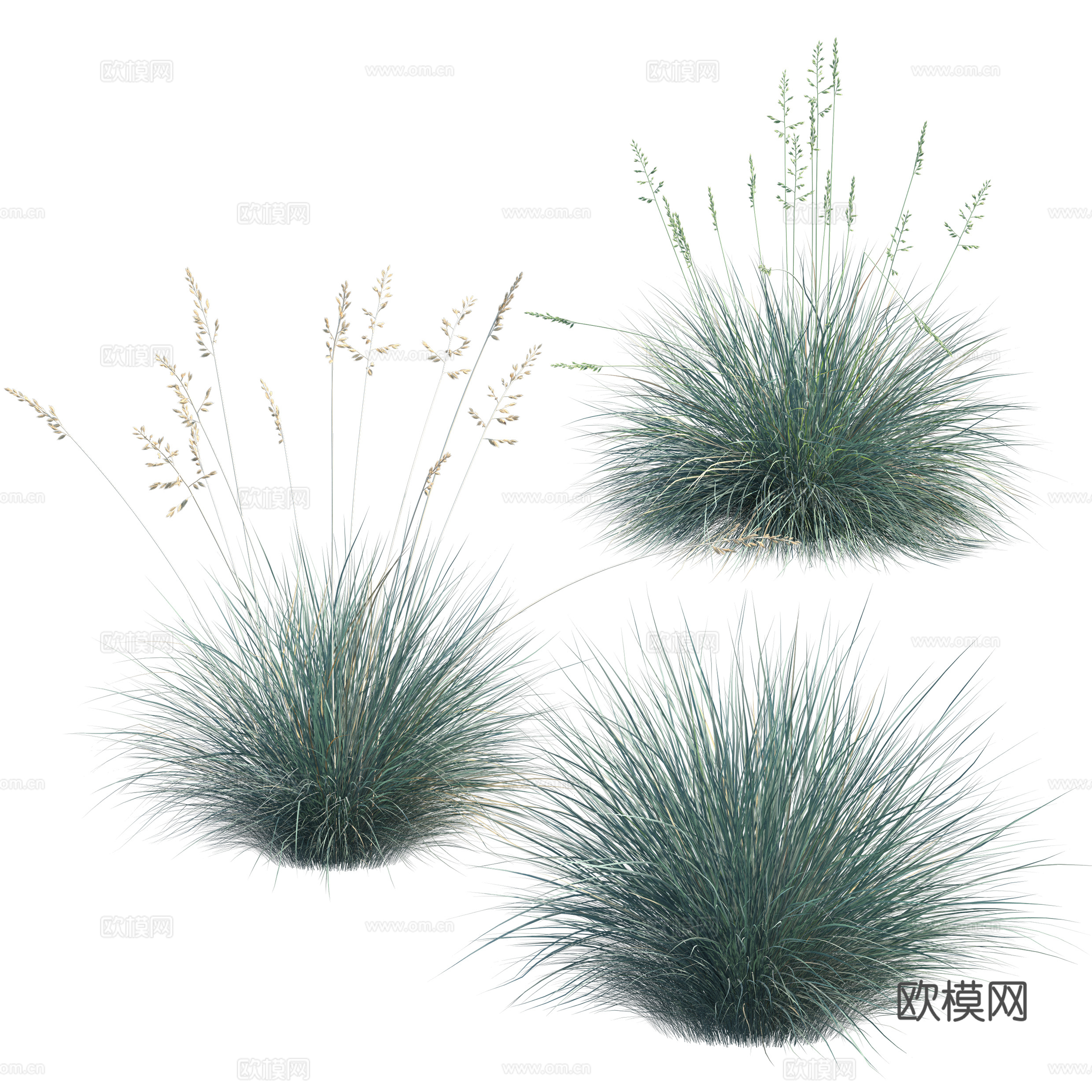 免扣图观赏植物
