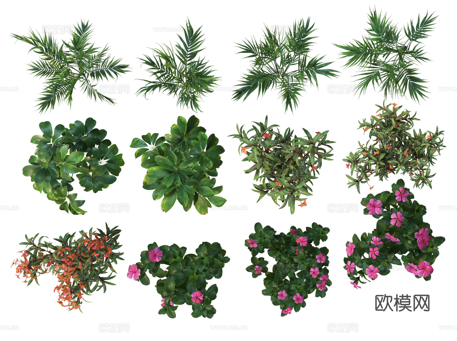 彩平植物免抠