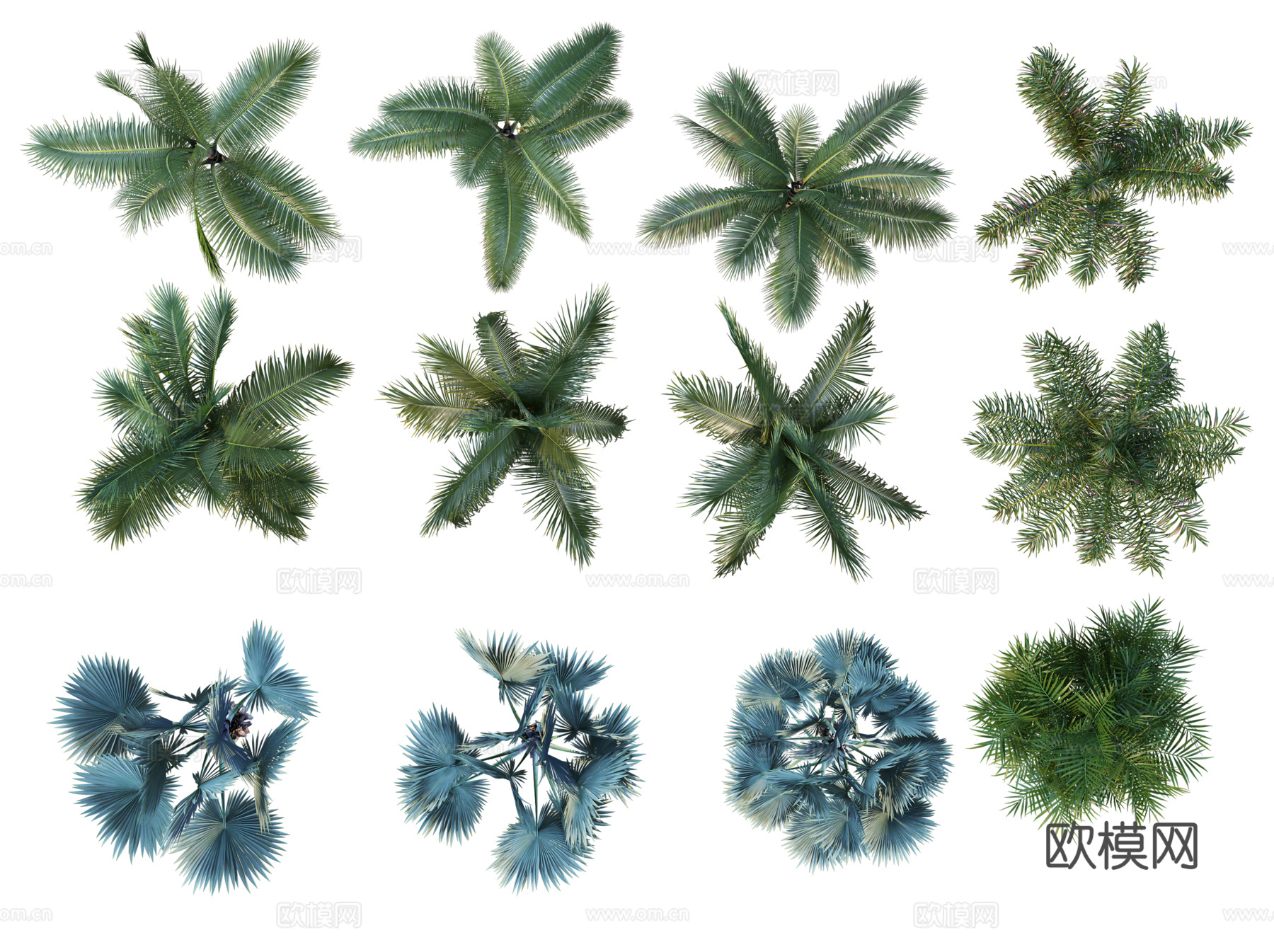 彩平植物免抠