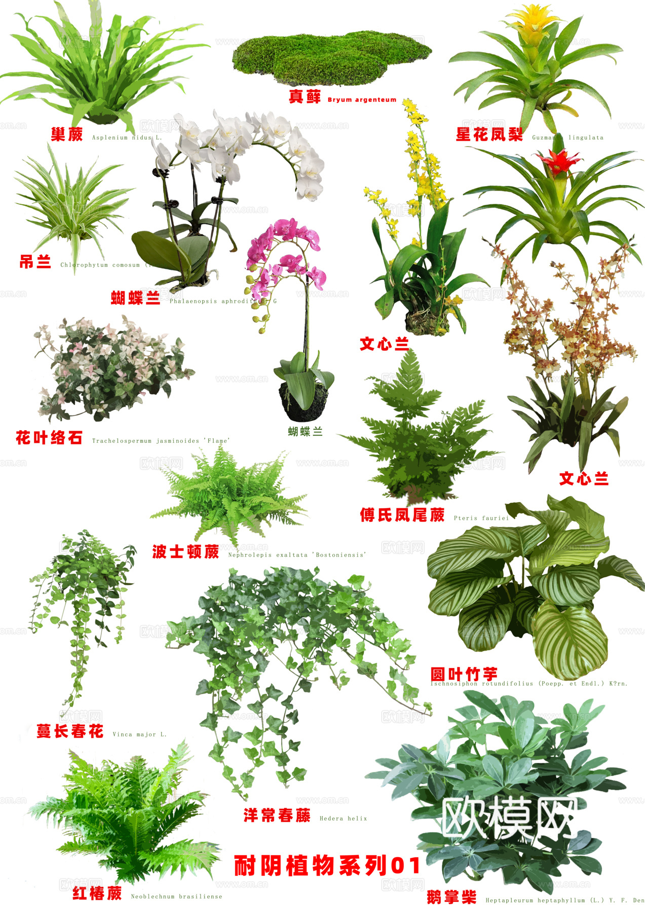 免扣图植物花草花卉