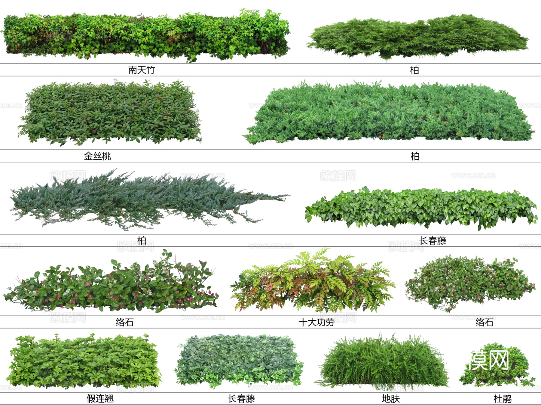 免扣图地被植物