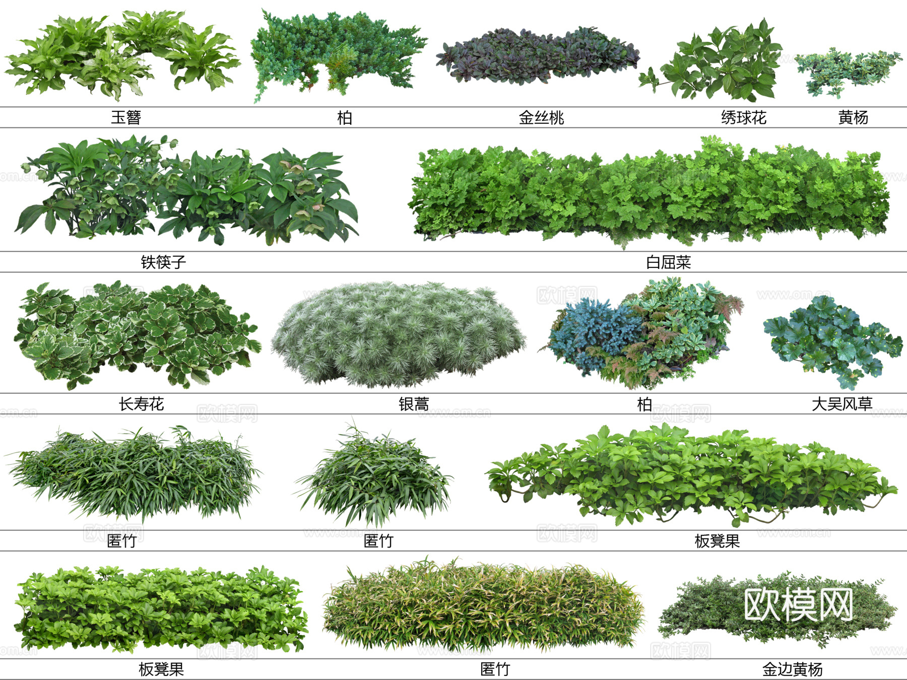 免扣图地被植物