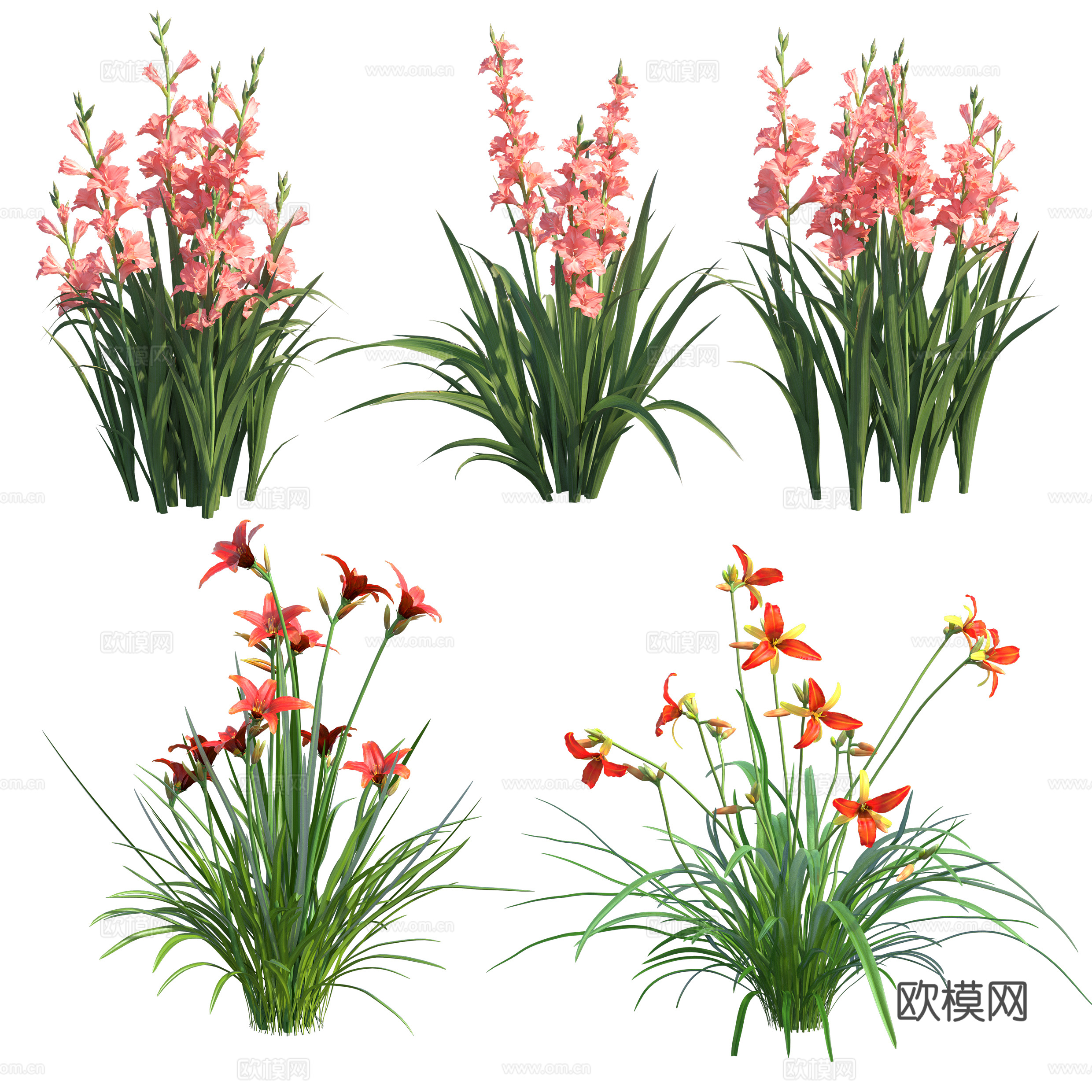 免扣图观赏植物