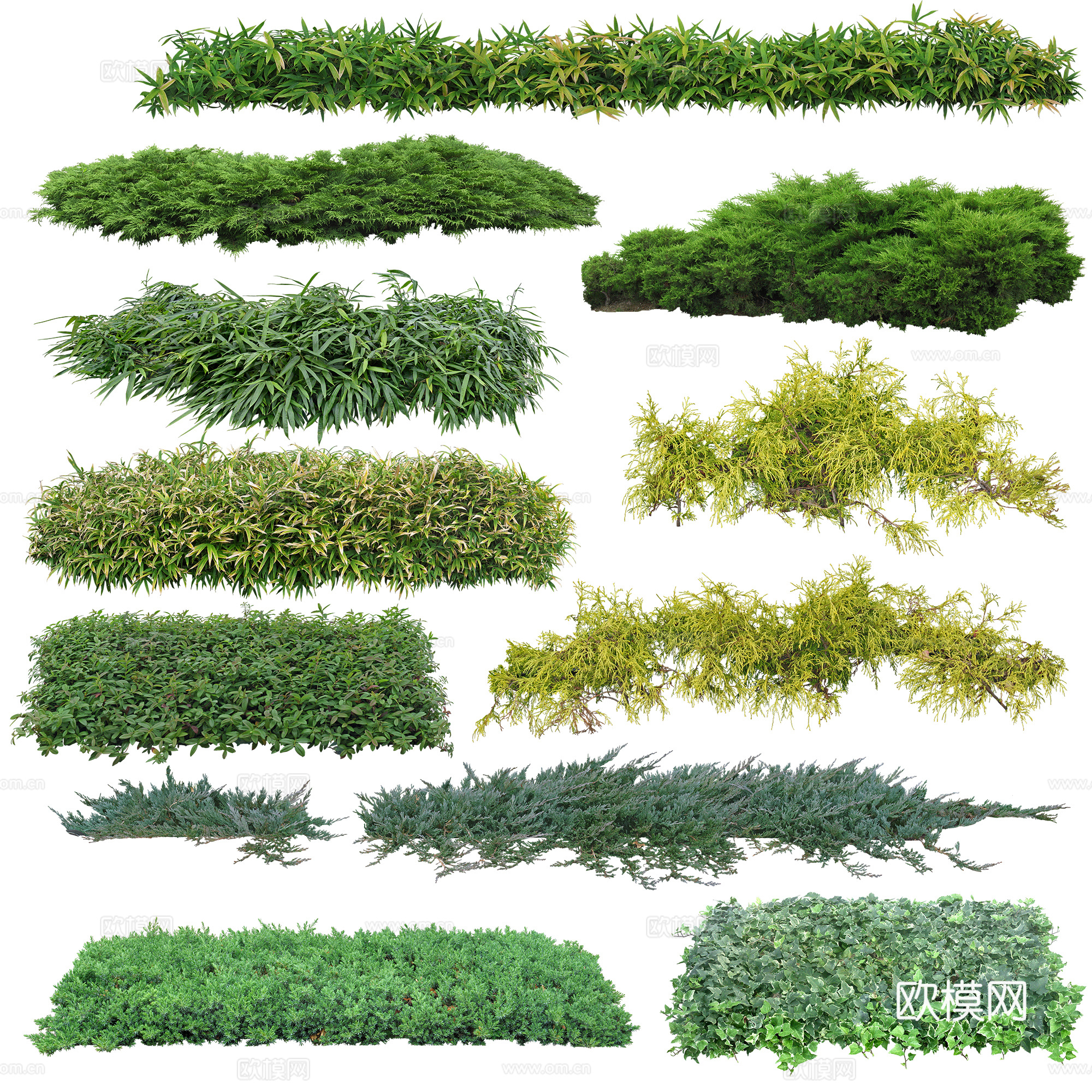 免扣图地被植物
