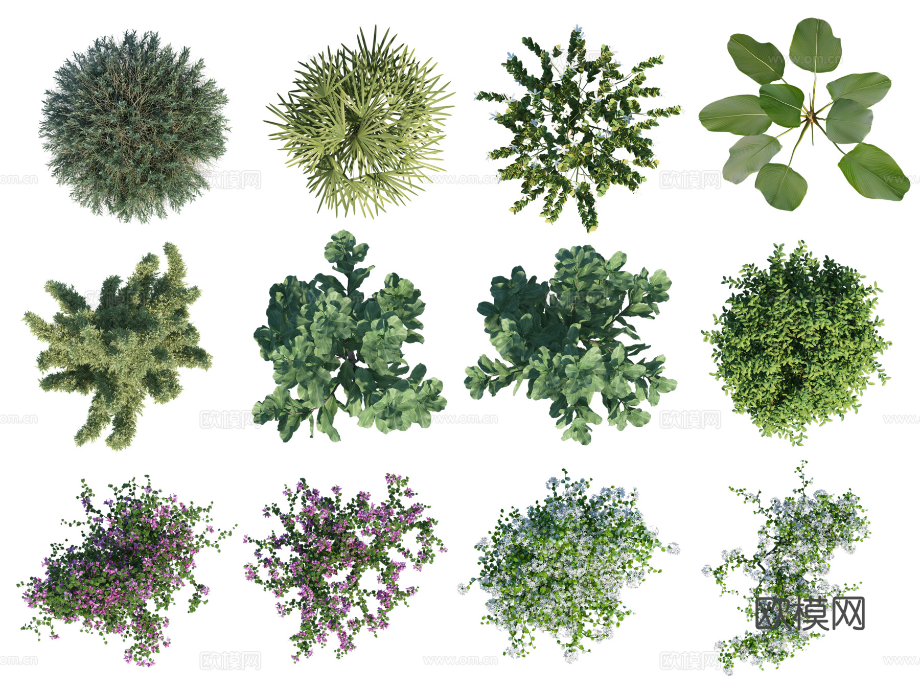 彩平植物免抠