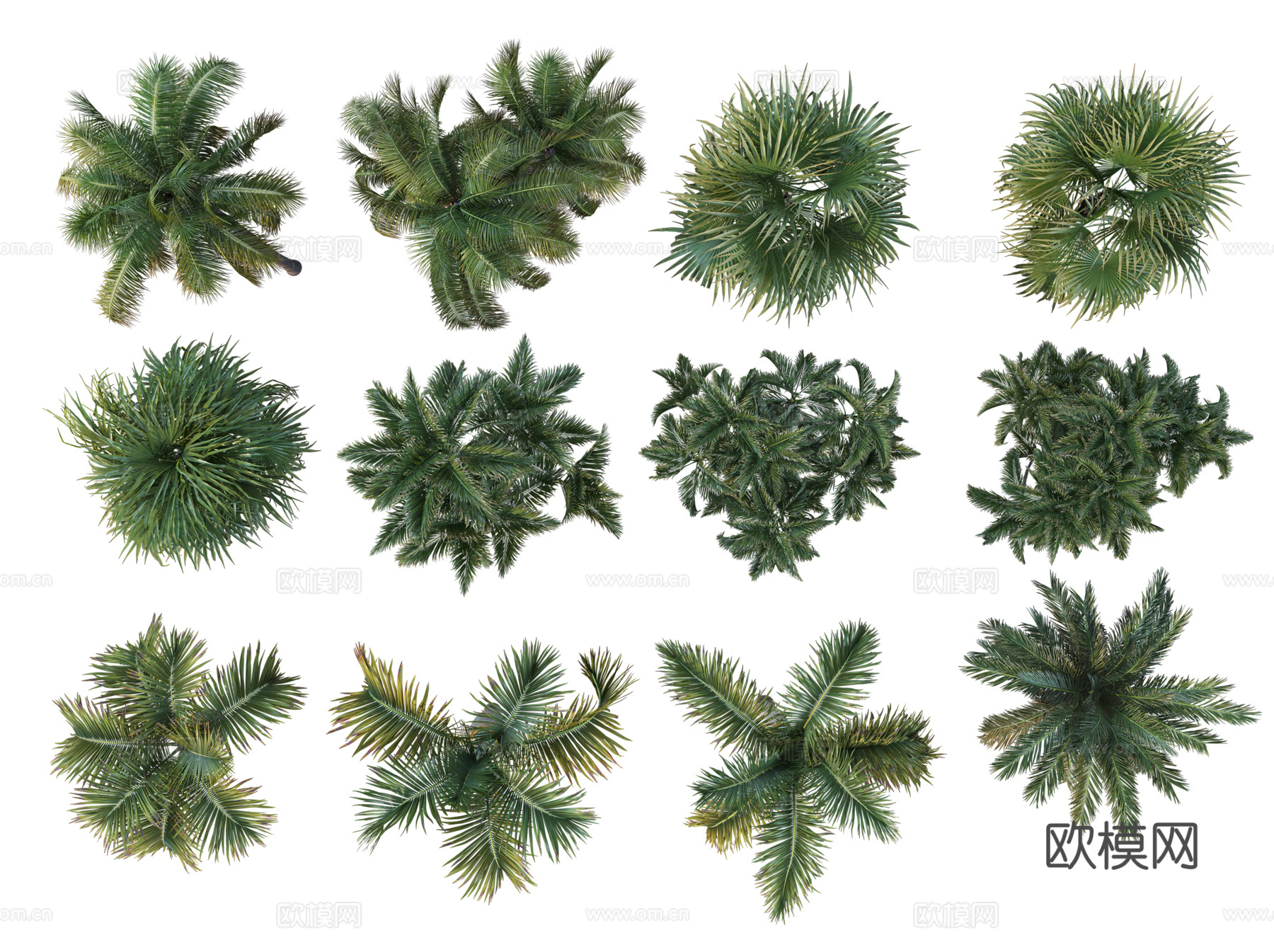 彩平植物免抠