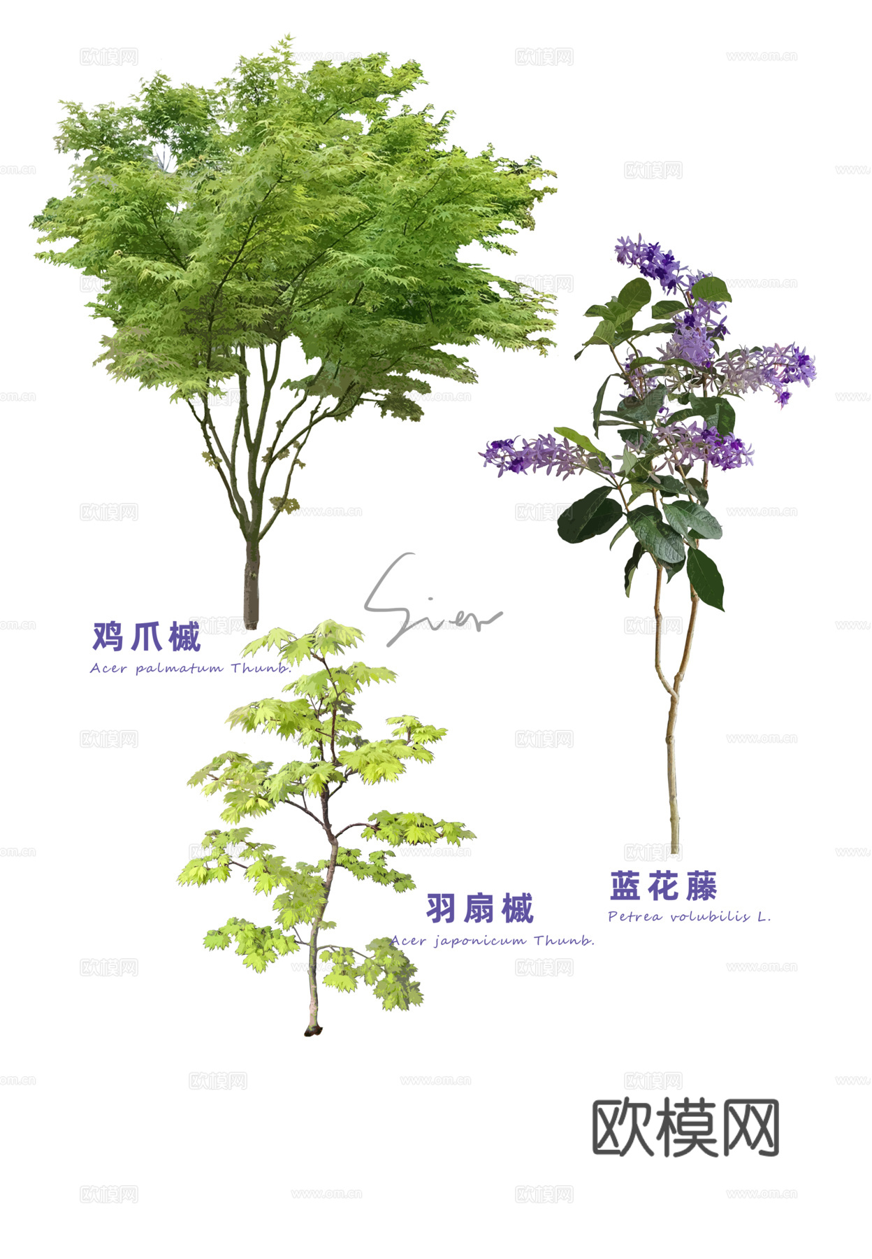 免扣图植物