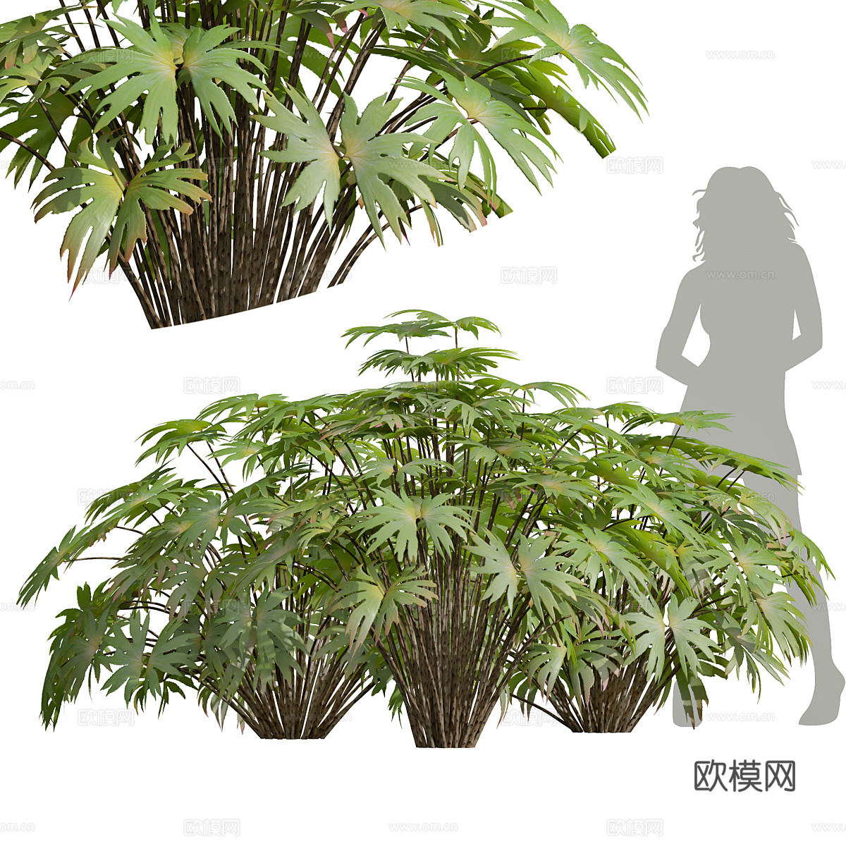 灌木 蓖麻3d模型