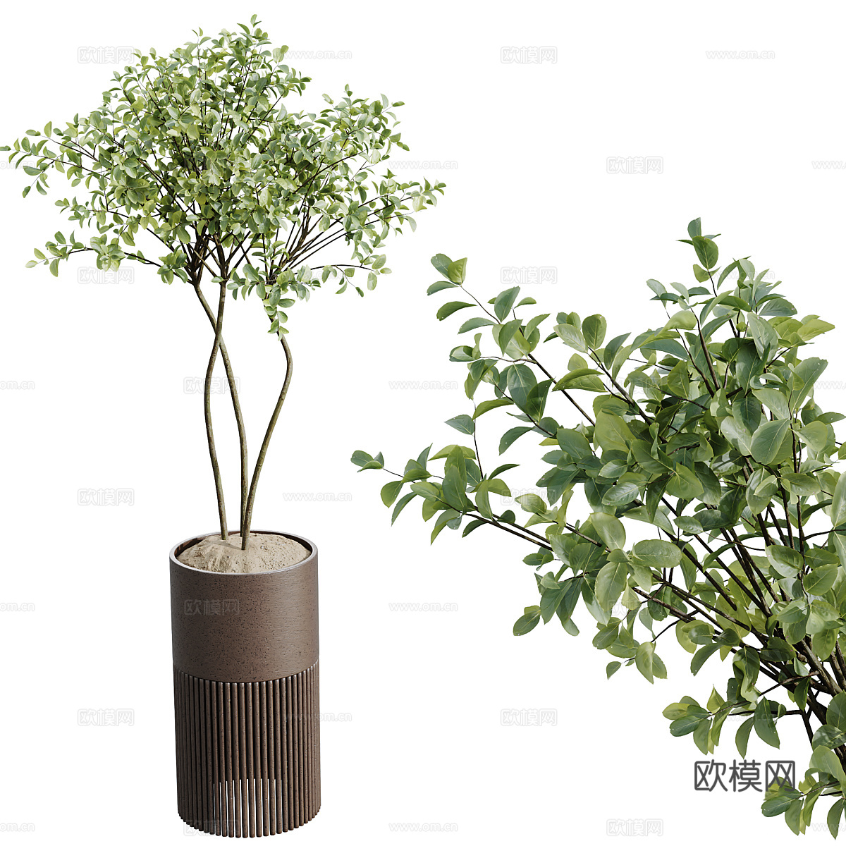 新中式绿植盆栽3d模型