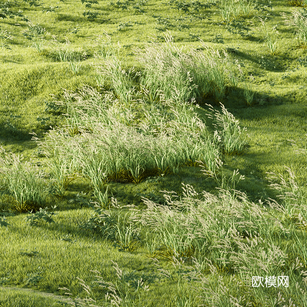 草甸草 草坪3d模型