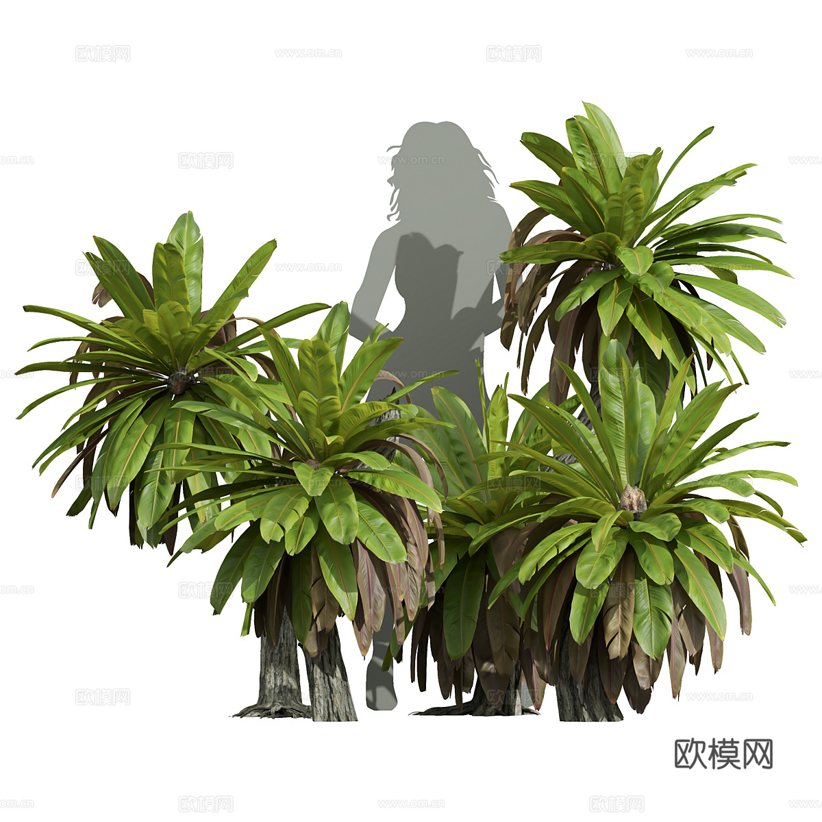 芭蕉树 棕榈树3d模型