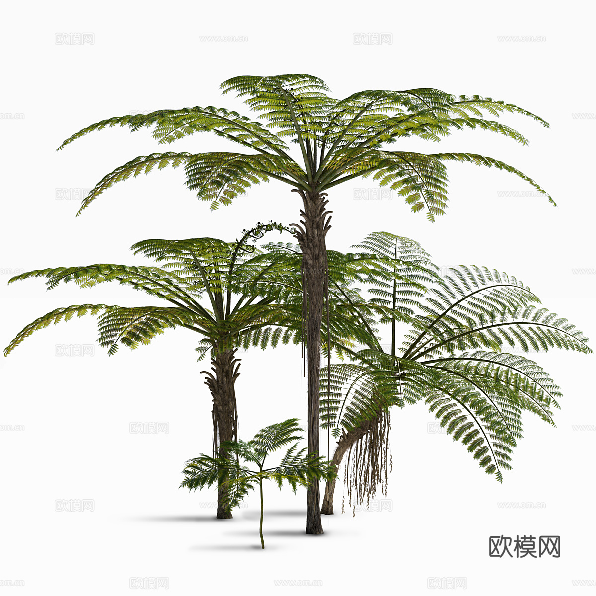 南极洲树蕨3d模型