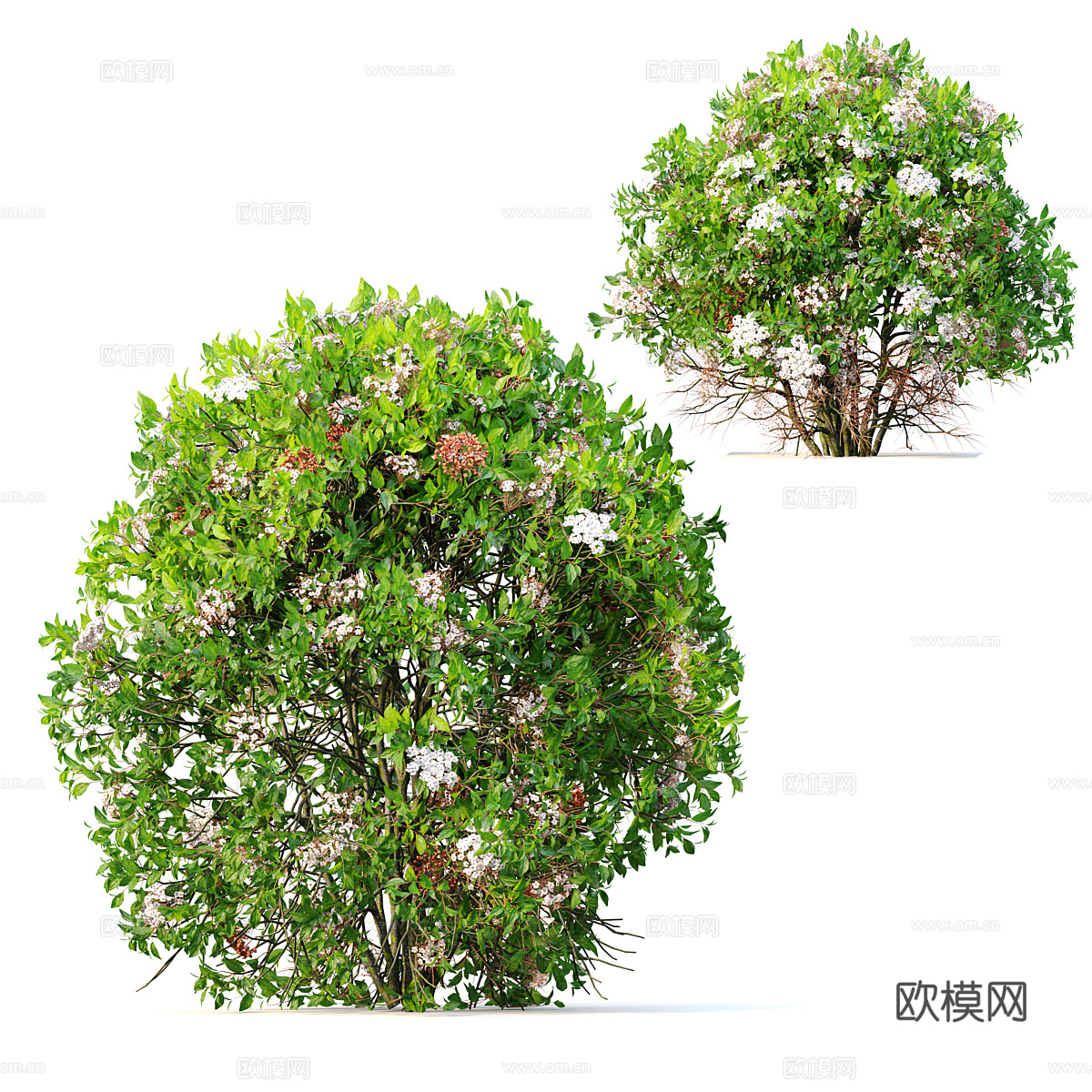 灌木 灌木丛3d模型