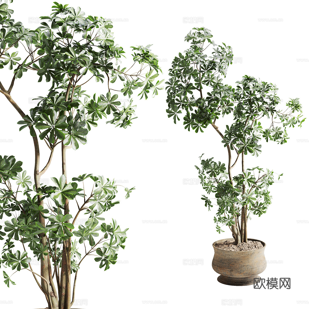 新中式侘寂绿植盆栽3d模型