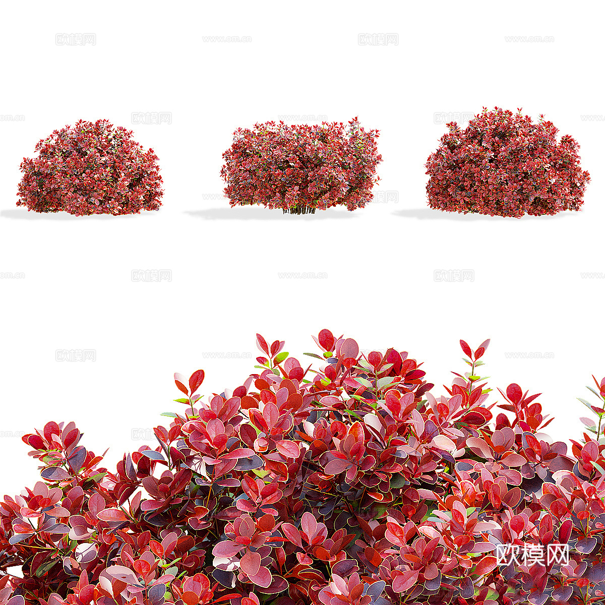 灌木 伏牛花 桑伯格3d模型