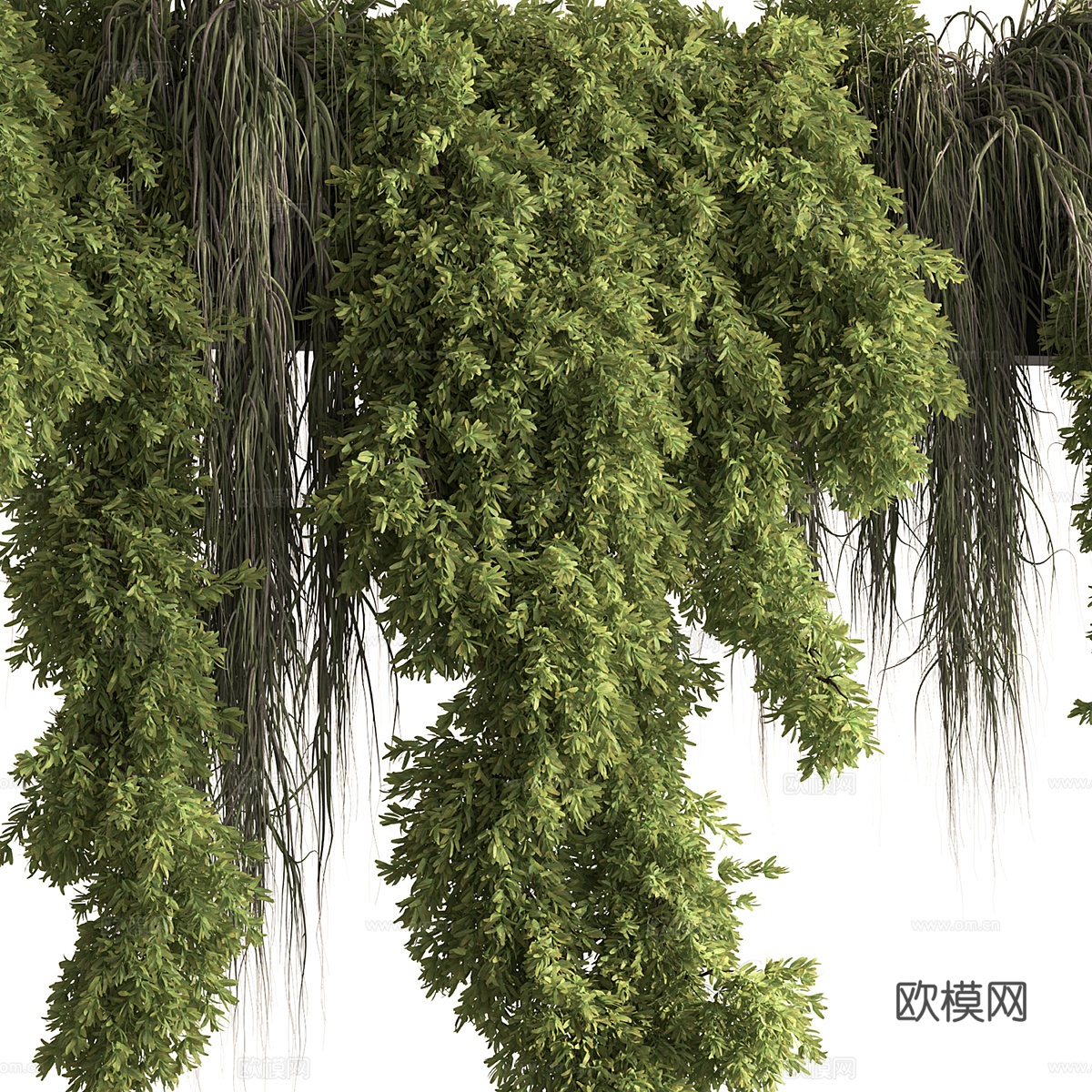 藤蔓 悬挂绿植3d模型