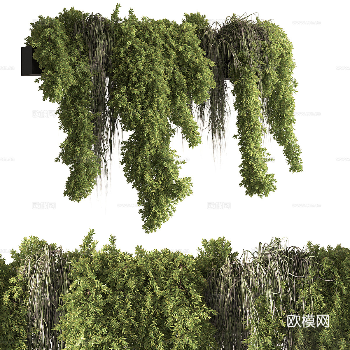 藤蔓 悬挂绿植3d模型