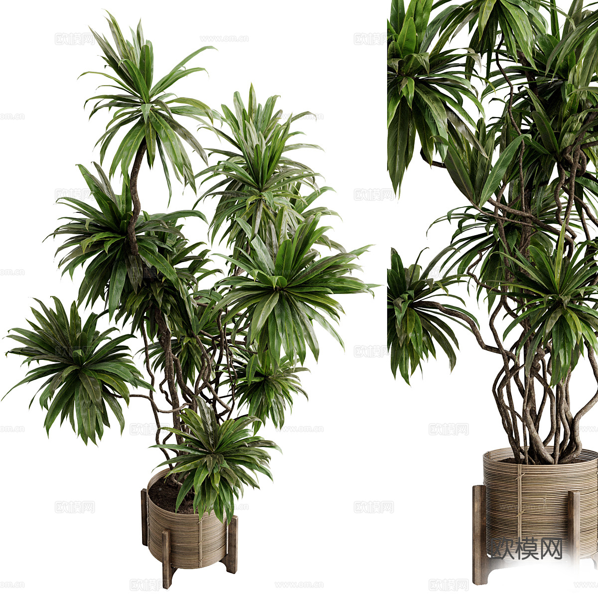 新中式侘寂绿植盆栽3d模型