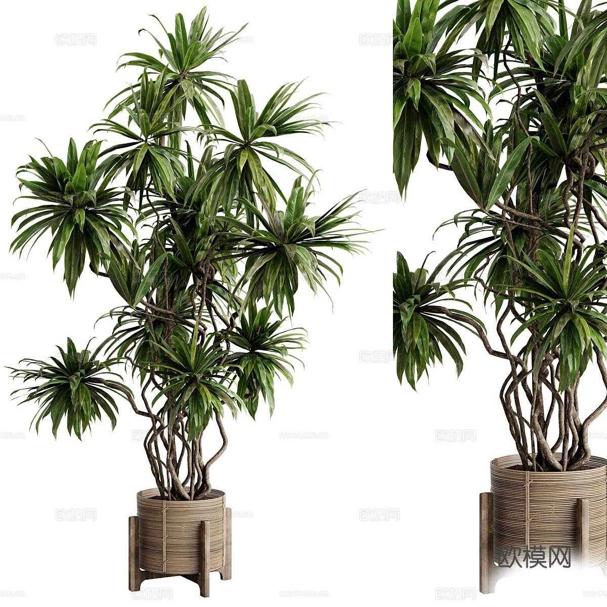 新中式侘寂绿植盆栽3d模型