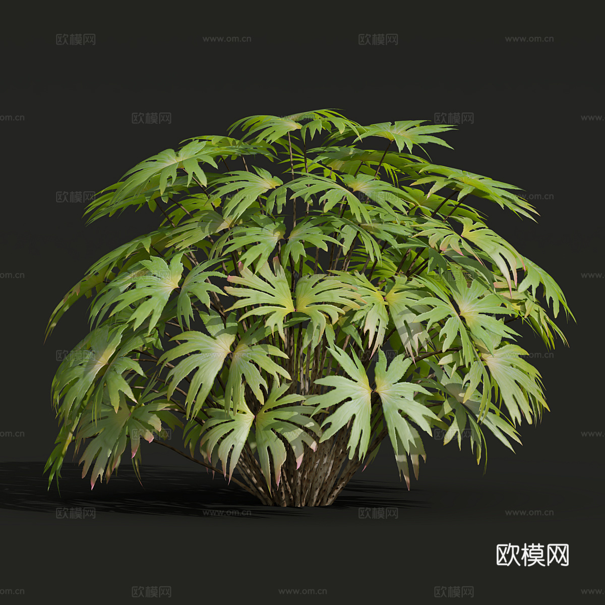 灌木 蓖麻3d模型