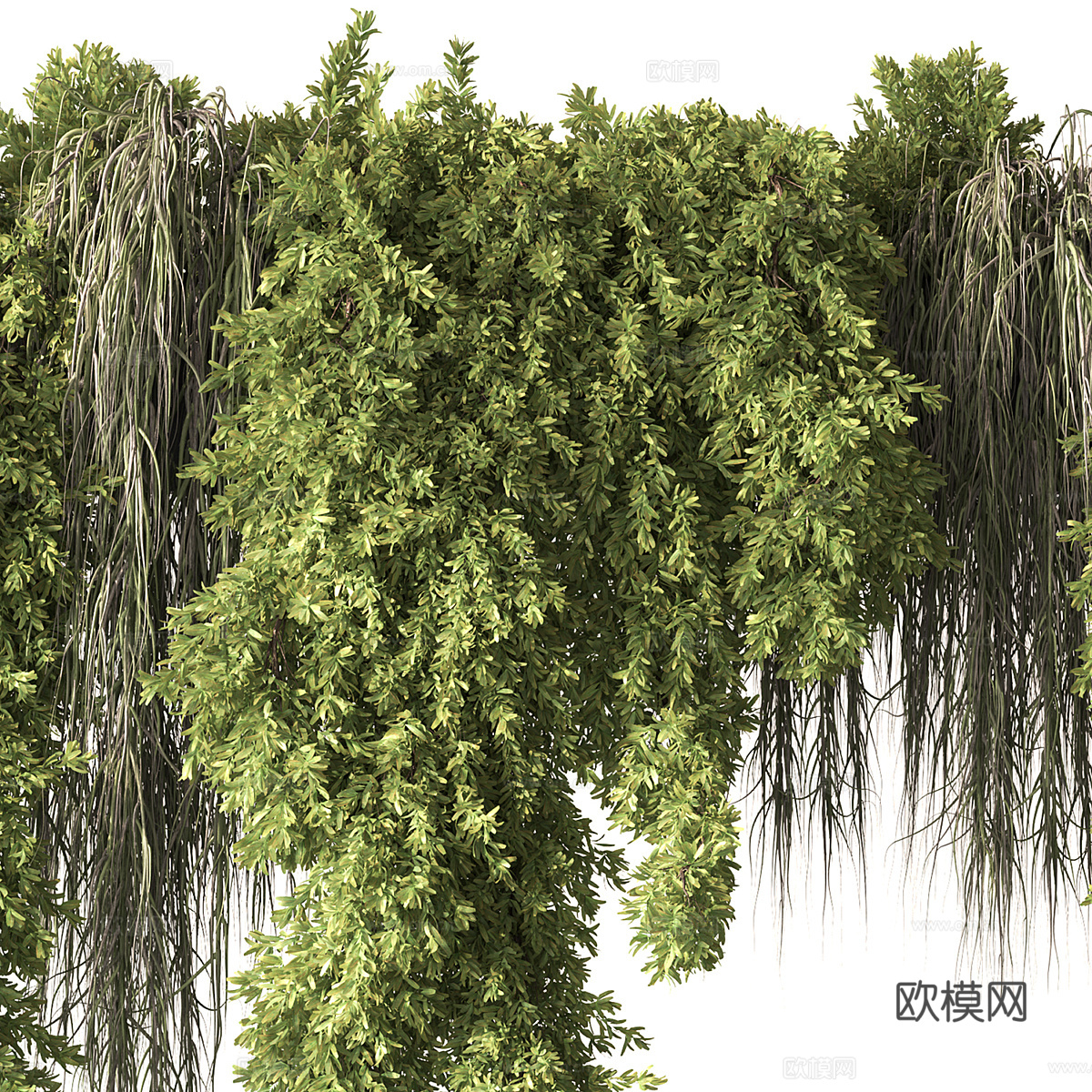 藤蔓 悬挂绿植3d模型