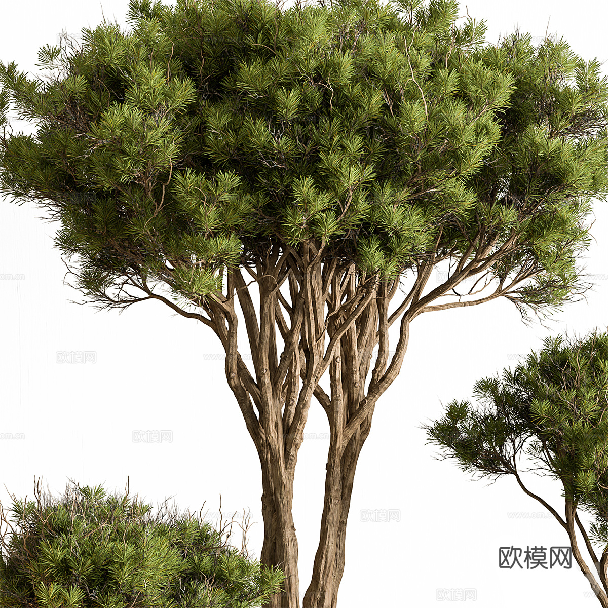 庭院绿植 景观树3d模型