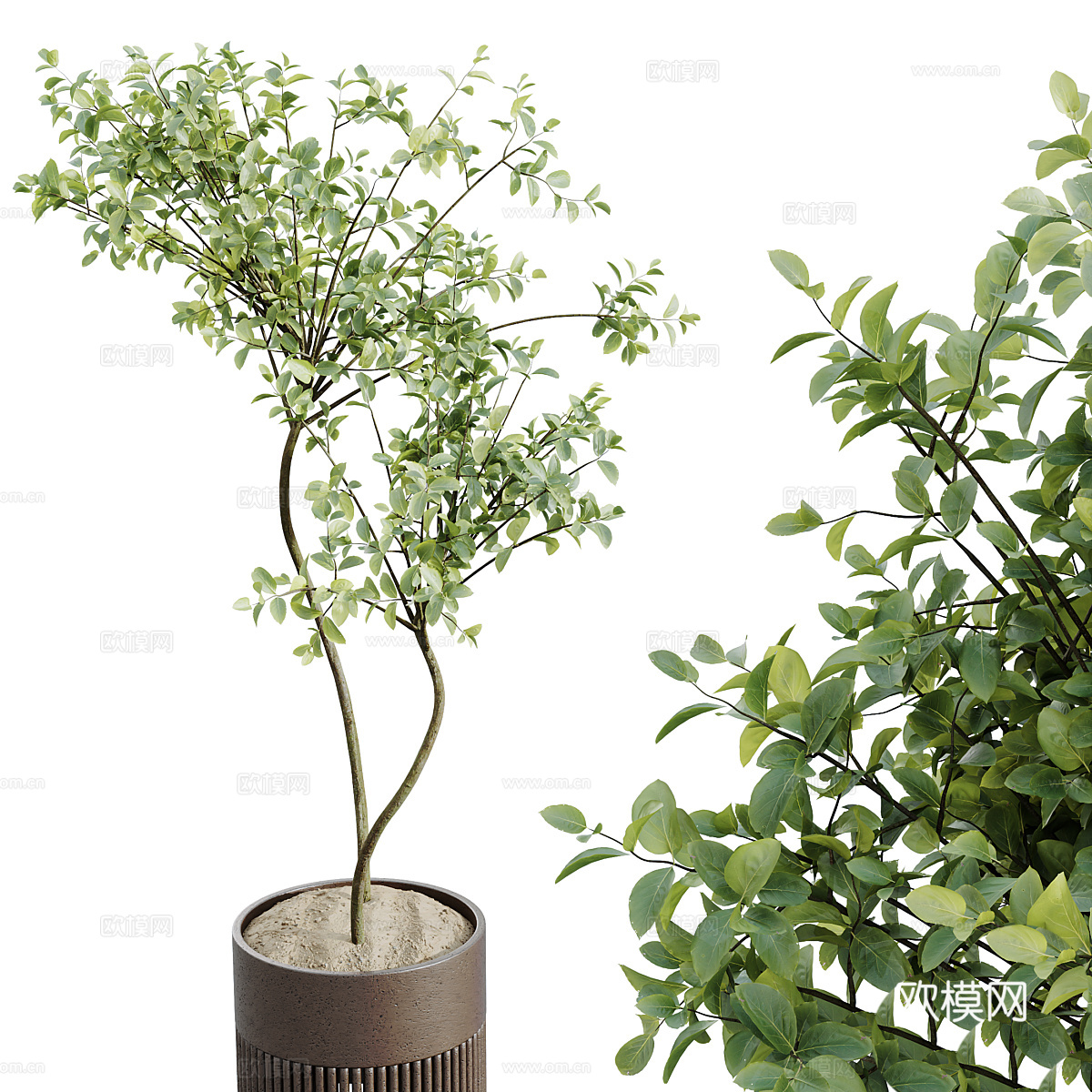 新中式绿植盆栽3d模型