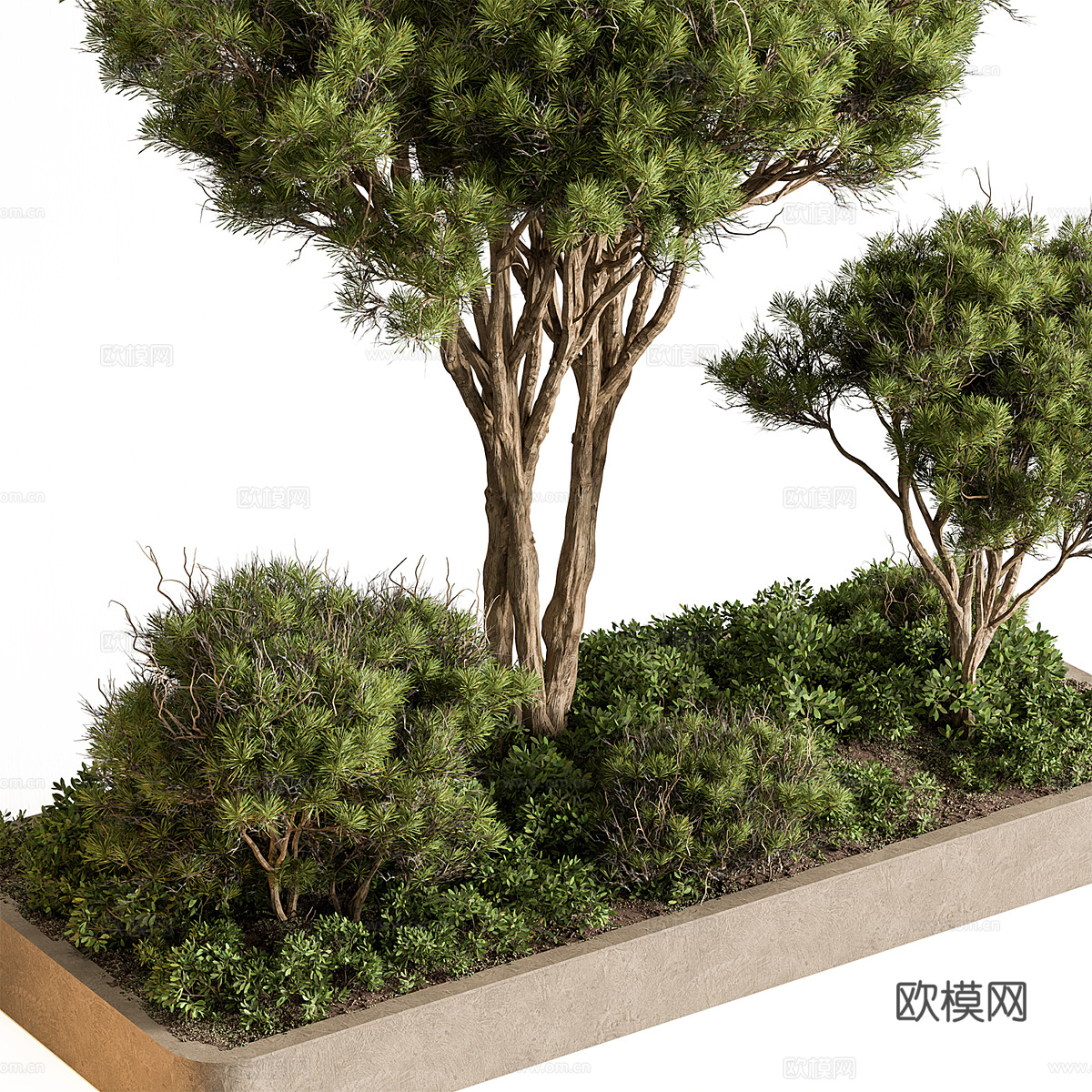 庭院绿植 景观树3d模型